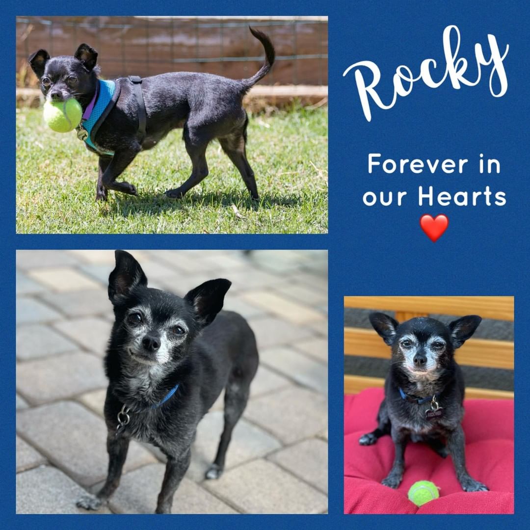 <a target='_blank' href='https://www.instagram.com/explore/tags/RainbowBridge/'>#RainbowBridge</a>.  <a target='_blank' href='https://www.instagram.com/explore/tags/Rocky/'>#Rocky</a> was loved by everyone he met. You may know Rocky best as the adorable <a target='_blank' href='https://www.instagram.com/explore/tags/Chihuahua/'>#Chihuahua</a>, holding the ball on our Facebook profile picture.  He was one of the dogs that inspired our Founder to <a target='_blank' href='https://www.instagram.com/explore/tags/rescue/'>#rescue</a>. Rocky's story is very similar to the dogs we are rescuing.  Misunderstood, no training, and dumped at the shelter facing euthanasia.  We are so happy that Rocky was saved and lived his best 7 years with a family that loved and cherished each day with him.  Rocky was diagnosed with heart disease and had been doing really well on medication, until recently.  Rocky went into heart failure and passed away at almost 12 years old. 
<a target='_blank' href='https://www.instagram.com/explore/tags/untilwemeetagain/'>#untilwemeetagain</a> <a target='_blank' href='https://www.instagram.com/explore/tags/GotBalls/'>#GotBalls</a>? <a target='_blank' href='https://www.instagram.com/explore/tags/ForeverIsForeverInOurHeart/'>#ForeverIsForeverInOurHeart</a> <a target='_blank' href='https://www.instagram.com/explore/tags/Rocky/'>#Rocky</a>