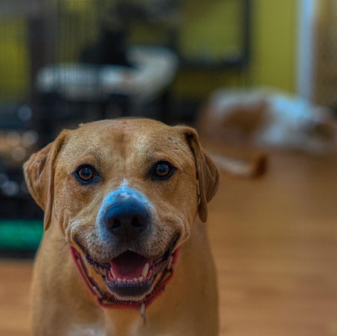 Kirby is around 3.5 years old and 60 pounds of pure handsome! He is part Golden Retriever and American Staffordshire Terrier but 100% smart boy having completed the beginner and intermediate obedience classes at PetSmart. He walks well on a leash but also likes to stop and smell the flowers or leave a note for the next dog.

He is playful with other dogs but does not like to share tennis balls with them. He is very obsessed with balls, will run and jump in the air to catch them. We don’t recommend having another dog around him if balls are involved as he is so obsess with them that he will become protective of balls. 

He is great in the house and LOVES to be outside walking on new trails or play in any streams he come across. He has been gentle around kids and adults. Has lived with cats and not shown any interests in them. 

To adopt, please fill out an adoption application at https://www.threepawsrescue.org/adoption-application/

For information about adoption fee, please visit https://www.threepawsrescue.org/adoption-fees/

To learn about the adoption process, please visit https://www.threepawsrescue.org/adoption-process/

<a target='_blank' href='https://www.instagram.com/explore/tags/adoptdontshop/'>#adoptdontshop</a> <a target='_blank' href='https://www.instagram.com/explore/tags/adopt/'>#adopt</a> <a target='_blank' href='https://www.instagram.com/explore/tags/adoptme/'>#adoptme</a> <a target='_blank' href='https://www.instagram.com/explore/tags/fosteringsaveslives/'>#fosteringsaveslives</a> <a target='_blank' href='https://www.instagram.com/explore/tags/adoptadog/'>#adoptadog</a> <a target='_blank' href='https://www.instagram.com/explore/tags/adoptable/'>#adoptable</a> <a target='_blank' href='https://www.instagram.com/explore/tags/atlanta/'>#atlanta</a> <a target='_blank' href='https://www.instagram.com/explore/tags/atl/'>#atl</a> <a target='_blank' href='https://www.instagram.com/explore/tags/atldog/'>#atldog</a> <a target='_blank' href='https://www.instagram.com/explore/tags/rescuedog/'>#rescuedog</a> <a target='_blank' href='https://www.instagram.com/explore/tags/rescuedismyfavoritebreed/'>#rescuedismyfavoritebreed</a> <a target='_blank' href='https://www.instagram.com/explore/tags/rescuedogsofinstagram/'>#rescuedogsofinstagram</a> <a target='_blank' href='https://www.instagram.com/explore/tags/dogsofig/'>#dogsofig</a> <a target='_blank' href='https://www.instagram.com/explore/tags/dogsofinsta/'>#dogsofinsta</a> <a target='_blank' href='https://www.instagram.com/explore/tags/atlantadog/'>#atlantadog</a> <a target='_blank' href='https://www.instagram.com/explore/tags/dogsofatlanta/'>#dogsofatlanta</a> <a target='_blank' href='https://www.instagram.com/explore/tags/dogsofatl/'>#dogsofatl</a> <a target='_blank' href='https://www.instagram.com/explore/tags/atlantarescuedogs/'>#atlantarescuedogs</a> <a target='_blank' href='https://www.instagram.com/explore/tags/rescuedogsofatlanta/'>#rescuedogsofatlanta</a> <a target='_blank' href='https://www.instagram.com/explore/tags/threepawsrescue/'>#threepawsrescue</a>