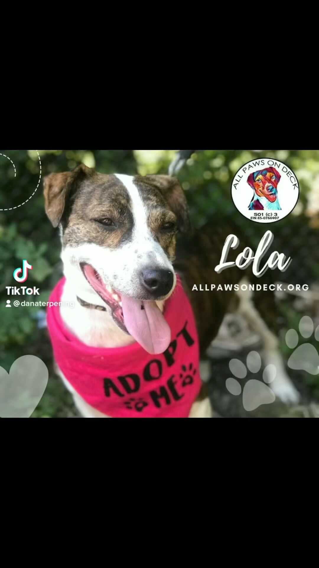 Her name was LOLA! 💃 allpawsondeck.org to apply <a target='_blank' href='https://www.instagram.com/explore/tags/adoptdontshop/'>#adoptdontshop</a> <a target='_blank' href='https://www.instagram.com/explore/tags/adoptables/'>#adoptables</a> <a target='_blank' href='https://www.instagram.com/explore/tags/rescuedismyfavoritebreed/'>#rescuedismyfavoritebreed</a> <a target='_blank' href='https://www.instagram.com/explore/tags/rescuedogsofinstagram/'>#rescuedogsofinstagram</a> <a target='_blank' href='https://www.instagram.com/explore/tags/allpawsondeckct/'>#allpawsondeckct</a>