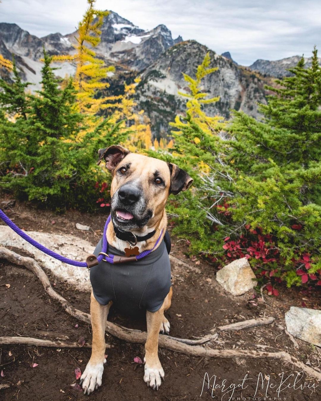 Sarah arrived last week and is settling well to life in the PNW. She went camping in the North Cascades over the weekend and kept up on the 8 mile hike. Sarah absolutely adores humans so anyone that would give her attention was instantly her best friend. She loves to cuddle and was very happy to be snuggling under the blanket in 25 degree weather. Around campfires, she prefers to be right in your lap. Sarah is available for adoption, so check out her profile to see if she could be your match!