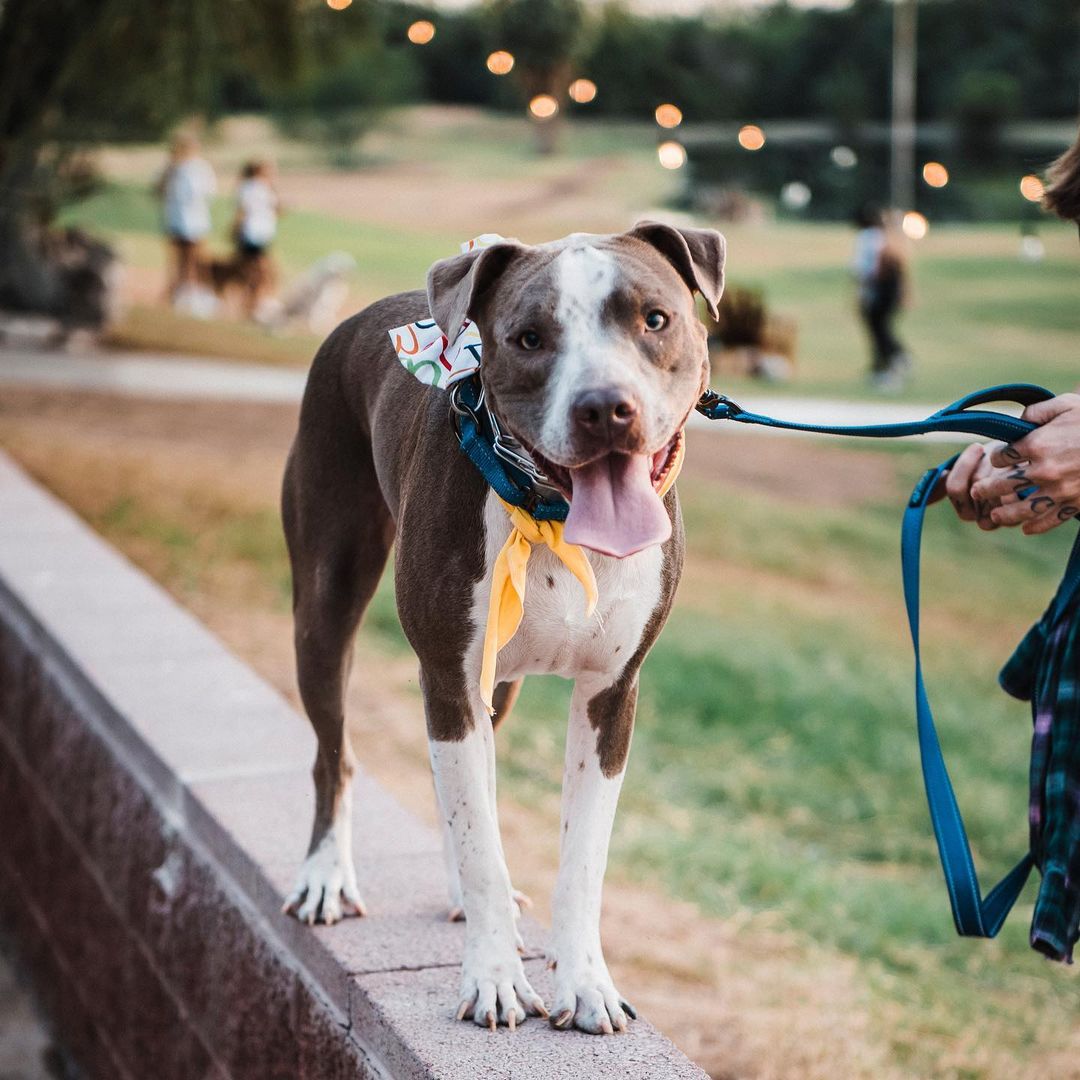 We had a great time last night playing some @binhoboard and hanging out with some awesome adoptable pups at @thebarkingbodega! Thanks to everyone who stopped by! 🍻🐾