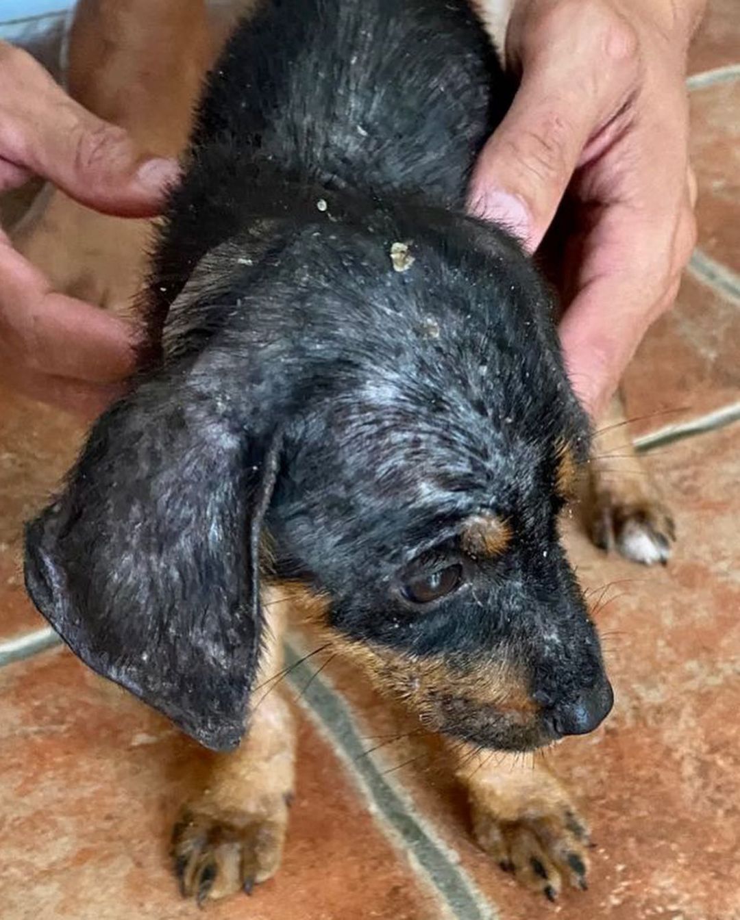 This is our latest rescue. 💔😭 We couldn’t say no. This litter of 5 puppies were dumped in the back of a restaurant (no mother in sight) and we were asked if we could take on the case. The look like dachshund mixes!

They have some serious mange which we are addressing. They have been having medical baths for it. 🛁 

We look forward to their recovery and getting them adopted into loving homes where they will be cherished as a member of the family. 

We would be so grateful for donations and shares to support their ongoing care! Thank you so much as usual!

Venmo: @miraclesforsatosrescue
PayPal: miraclesforsatosrescue@gmail.com
ATH: 787-210-0041

<a target='_blank' href='https://www.instagram.com/explore/tags/miraclesforsatosrescue/'>#miraclesforsatosrescue</a> <a target='_blank' href='https://www.instagram.com/explore/tags/dogrescue/'>#dogrescue</a> <a target='_blank' href='https://www.instagram.com/explore/tags/rescuedogsofinstagram/'>#rescuedogsofinstagram</a> <a target='_blank' href='https://www.instagram.com/explore/tags/puppyrescue/'>#puppyrescue</a> <a target='_blank' href='https://www.instagram.com/explore/tags/puppy/'>#puppy</a> <a target='_blank' href='https://www.instagram.com/explore/tags/abandonedpuppies/'>#abandonedpuppies</a> <a target='_blank' href='https://www.instagram.com/explore/tags/dogsofpuertorico/'>#dogsofpuertorico</a> <a target='_blank' href='https://www.instagram.com/explore/tags/puertorico/'>#puertorico</a> <a target='_blank' href='https://www.instagram.com/explore/tags/fundraiser/'>#fundraiser</a> <a target='_blank' href='https://www.instagram.com/explore/tags/donate/'>#donate</a> <a target='_blank' href='https://www.instagram.com/explore/tags/donateplease/'>#donateplease</a> <a target='_blank' href='https://www.instagram.com/explore/tags/pleasedonate/'>#pleasedonate</a> <a target='_blank' href='https://www.instagram.com/explore/tags/dachshundsofinstagram/'>#dachshundsofinstagram</a> <a target='_blank' href='https://www.instagram.com/explore/tags/chihuahuasofinstagram/'>#chihuahuasofinstagram</a>