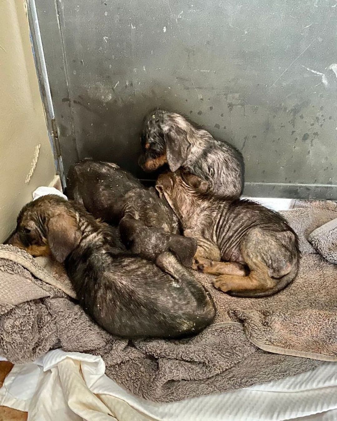 This is our latest rescue. 💔😭 We couldn’t say no. This litter of 5 puppies were dumped in the back of a restaurant (no mother in sight) and we were asked if we could take on the case. The look like dachshund mixes!

They have some serious mange which we are addressing. They have been having medical baths for it. 🛁 

We look forward to their recovery and getting them adopted into loving homes where they will be cherished as a member of the family. 

We would be so grateful for donations and shares to support their ongoing care! Thank you so much as usual!

Venmo: @miraclesforsatosrescue
PayPal: miraclesforsatosrescue@gmail.com
ATH: 787-210-0041

<a target='_blank' href='https://www.instagram.com/explore/tags/miraclesforsatosrescue/'>#miraclesforsatosrescue</a> <a target='_blank' href='https://www.instagram.com/explore/tags/dogrescue/'>#dogrescue</a> <a target='_blank' href='https://www.instagram.com/explore/tags/rescuedogsofinstagram/'>#rescuedogsofinstagram</a> <a target='_blank' href='https://www.instagram.com/explore/tags/puppyrescue/'>#puppyrescue</a> <a target='_blank' href='https://www.instagram.com/explore/tags/puppy/'>#puppy</a> <a target='_blank' href='https://www.instagram.com/explore/tags/abandonedpuppies/'>#abandonedpuppies</a> <a target='_blank' href='https://www.instagram.com/explore/tags/dogsofpuertorico/'>#dogsofpuertorico</a> <a target='_blank' href='https://www.instagram.com/explore/tags/puertorico/'>#puertorico</a> <a target='_blank' href='https://www.instagram.com/explore/tags/fundraiser/'>#fundraiser</a> <a target='_blank' href='https://www.instagram.com/explore/tags/donate/'>#donate</a> <a target='_blank' href='https://www.instagram.com/explore/tags/donateplease/'>#donateplease</a> <a target='_blank' href='https://www.instagram.com/explore/tags/pleasedonate/'>#pleasedonate</a> <a target='_blank' href='https://www.instagram.com/explore/tags/dachshundsofinstagram/'>#dachshundsofinstagram</a> <a target='_blank' href='https://www.instagram.com/explore/tags/chihuahuasofinstagram/'>#chihuahuasofinstagram</a>