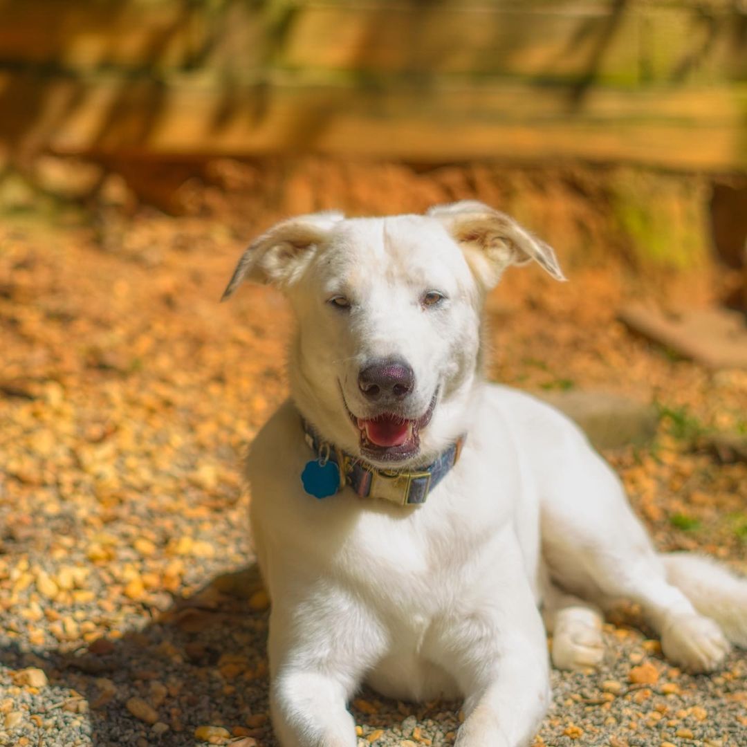 ** Courtesy Post **

Sheldon is an amazing dog with our friends at Orphan Annie Rescue. He is an adorable 2 year old, 40 lb boy. He does well with other dogs and cats. A little shy at first but have come around so much since coming into rescue from a hoarding situation. Despite having a few toes amputated due to a deformity he enjoys  playing, working on his tan in the yard and am just so loving! Sheldon loves to chew on toys and play with tennis balls. House-trained and wants to be right by his people’s side. Crate trained and so far has been non-destructive when left out unattended. Know how to sit and stay on command. Would be better in a home without children under 10. 

<a target='_blank' href='https://www.instagram.com/explore/tags/adoptdontshop/'>#adoptdontshop</a> <a target='_blank' href='https://www.instagram.com/explore/tags/adopt/'>#adopt</a> <a target='_blank' href='https://www.instagram.com/explore/tags/adoptme/'>#adoptme</a> <a target='_blank' href='https://www.instagram.com/explore/tags/fosteringsaveslives/'>#fosteringsaveslives</a> <a target='_blank' href='https://www.instagram.com/explore/tags/adoptadog/'>#adoptadog</a> <a target='_blank' href='https://www.instagram.com/explore/tags/adoptable/'>#adoptable</a> <a target='_blank' href='https://www.instagram.com/explore/tags/atlanta/'>#atlanta</a> <a target='_blank' href='https://www.instagram.com/explore/tags/atl/'>#atl</a> <a target='_blank' href='https://www.instagram.com/explore/tags/atldog/'>#atldog</a> <a target='_blank' href='https://www.instagram.com/explore/tags/rescuedog/'>#rescuedog</a> <a target='_blank' href='https://www.instagram.com/explore/tags/rescuedismyfavoritebreed/'>#rescuedismyfavoritebreed</a> <a target='_blank' href='https://www.instagram.com/explore/tags/rescuedogsofinstagram/'>#rescuedogsofinstagram</a> <a target='_blank' href='https://www.instagram.com/explore/tags/dogsofig/'>#dogsofig</a> <a target='_blank' href='https://www.instagram.com/explore/tags/dogsofinsta/'>#dogsofinsta</a> <a target='_blank' href='https://www.instagram.com/explore/tags/atlantadog/'>#atlantadog</a> <a target='_blank' href='https://www.instagram.com/explore/tags/dogsofatlanta/'>#dogsofatlanta</a> <a target='_blank' href='https://www.instagram.com/explore/tags/dogsofatl/'>#dogsofatl</a> <a target='_blank' href='https://www.instagram.com/explore/tags/atlantarescuedogs/'>#atlantarescuedogs</a> <a target='_blank' href='https://www.instagram.com/explore/tags/rescuedogsofatlanta/'>#rescuedogsofatlanta</a> <a target='_blank' href='https://www.instagram.com/explore/tags/orphanannierescue/'>#orphanannierescue</a>