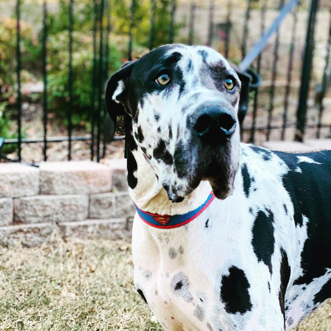 Hello everyone, my name is Kash and if you adopt me, you will hit the jackpot!!

I am a tall and handsome two year old boy and I like to be the boss!  This means you need to be experienced in dealing with the Alpha Dane. I need you to be strong enough mentally and physically to be in charge of me. I get along well with other dogs and I love human food. I will take it too, which is one of the reasons I need an Alpha owner!

Now do not get me wrong, I correct easily and want to be with my people and get all their love all the time.  It’s the most important thing to me.  I need training to help me become a priceless companion!  I will be fully vetted, vaccinated and microchipped prior to adoption.

Start those applications people!!

The folks here want us in training within thirty days of my adoption. Basic training is essential for us to learn about each other and to help me become a well mannered adult GREAT Dane! We will be successful if we both understand how to communicate with each other:)

For more information about our adoption process and an application please visit www.whitekissesgreatdanerescue.com

<a target='_blank' href='https://www.instagram.com/explore/tags/greatdane/'>#greatdane</a> <a target='_blank' href='https://www.instagram.com/explore/tags/dogs/'>#dogs</a> <a target='_blank' href='https://www.instagram.com/explore/tags/adoptdontshop/'>#adoptdontshop</a> <a target='_blank' href='https://www.instagram.com/explore/tags/dogsofinstagram/'>#dogsofinstagram</a> <a target='_blank' href='https://www.instagram.com/explore/tags/dog/'>#dog</a> <a target='_blank' href='https://www.instagram.com/explore/tags/greatdane/'>#greatdane</a> <a target='_blank' href='https://www.instagram.com/explore/tags/puppies/'>#puppies</a> <a target='_blank' href='https://www.instagram.com/explore/tags/cute/'>#cute</a> <a target='_blank' href='https://www.instagram.com/explore/tags/love/'>#love</a> <a target='_blank' href='https://www.instagram.com/explore/tags/family/'>#family</a> <a target='_blank' href='https://www.instagram.com/explore/tags/rescue/'>#rescue</a> <a target='_blank' href='https://www.instagram.com/explore/tags/greatdanesofinstagram/'>#greatdanesofinstagram</a> <a target='_blank' href='https://www.instagram.com/explore/tags/tuesday/'>#tuesday</a> <a target='_blank' href='https://www.instagram.com/explore/tags/holiday/'>#holiday</a> <a target='_blank' href='https://www.instagram.com/explore/tags/photooftheday/'>#photooftheday</a> <a target='_blank' href='https://www.instagram.com/explore/tags/puppy/'>#puppy</a> <a target='_blank' href='https://www.instagram.com/explore/tags/december/'>#december</a> <a target='_blank' href='https://www.instagram.com/explore/tags/holidays/'>#holidays</a> <a target='_blank' href='https://www.instagram.com/explore/tags/givingtuesday/'>#givingtuesday</a> <a target='_blank' href='https://www.instagram.com/explore/tags/adopt/'>#adopt</a>