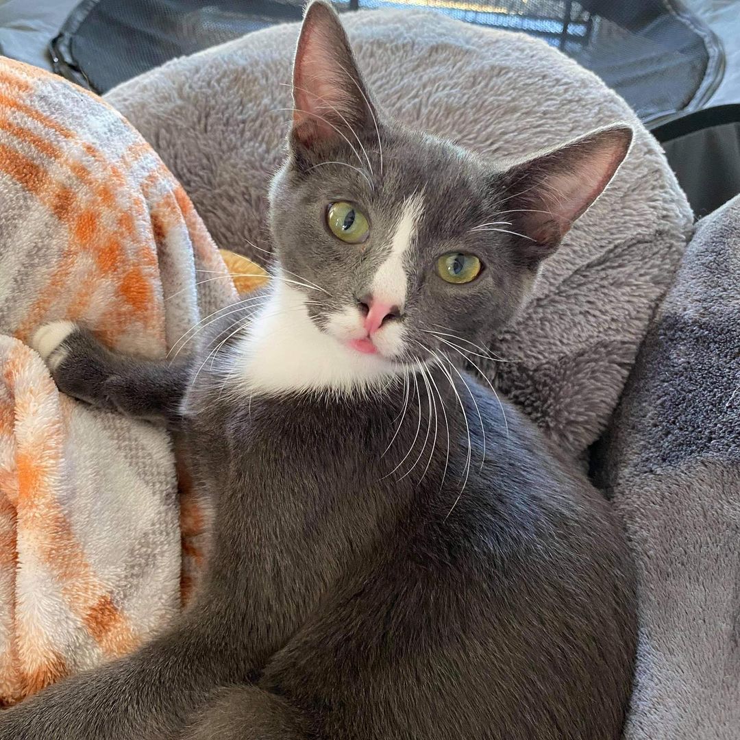 Meet Zeus!! This snuggle bug is a four month old boy that needs nothing more than your loving home. He’s great with other kitties and even has been fostered around a dog. He’s fully vaccinated for the year, neutered, microchipped, dewormed, and felv/fiv negative! 

Click on through to the link below to fill out an application and arrange a meet and greet! 

https://petlover.petstablished.com/pets/public/1182298

<a target='_blank' href='https://www.instagram.com/explore/tags/adoptdontshop/'>#adoptdontshop</a> <a target='_blank' href='https://www.instagram.com/explore/tags/adopt/'>#adopt</a> <a target='_blank' href='https://www.instagram.com/explore/tags/kitten/'>#kitten</a> <a target='_blank' href='https://www.instagram.com/explore/tags/snugglebug/'>#snugglebug</a> <a target='_blank' href='https://www.instagram.com/explore/tags/wannasnuggle/'>#wannasnuggle</a> <a target='_blank' href='https://www.instagram.com/explore/tags/greybie/'>#greybie</a> <a target='_blank' href='https://www.instagram.com/explore/tags/foster/'>#foster</a> <a target='_blank' href='https://www.instagram.com/explore/tags/fosteringsaveslives/'>#fosteringsaveslives</a> <a target='_blank' href='https://www.instagram.com/explore/tags/fayettevillenc/'>#fayettevillenc</a> <a target='_blank' href='https://www.instagram.com/explore/tags/hopemillsnc/'>#hopemillsnc</a> <a target='_blank' href='https://www.instagram.com/explore/tags/raefordnc/'>#raefordnc</a> <a target='_blank' href='https://www.instagram.com/explore/tags/fortbragg/'>#fortbragg</a> <a target='_blank' href='https://www.instagram.com/explore/tags/operationhealingwhiskersrescue/'>#operationhealingwhiskersrescue</a>