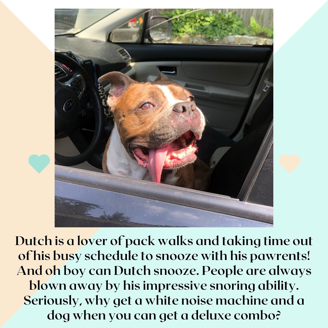 Dutch is a 7yo pittie mix and is everybody’s favourite wonky-eyed wonder boy! He is a successful graduate of our medical rehab program thanks to weekly medicated baths and much-needed muscle gain! 

Strut Your Mutt is an annual virtual walk and fundraising event saves dogs and cats across the US. The link to our Strut Your Mutt page is linked in our bio so please check it out!
 
Between starting new programs for our medical and behaviour cases, as well as international rescue efforts, and owner surrenders, TPR had record breaking intake numbers. The pandemic continues to drive many of our intake cases. 

Every penny goes towards the dogs. You can participate by registering for our team or donating to an existing member. Remember, donations are tax deductible and TPR receives 100% of what we raise, minus transaction fees. 

When Dutch visited his old stomping grounds in NYC recently, he found the noise a bit overwhelming. So we believe Dutch would prefer a home outside of the city where he can sunbathe and romp around all day long. Additionally, he would prefer a home where he can be either an only child or have one tolerant sibling to snuggle with