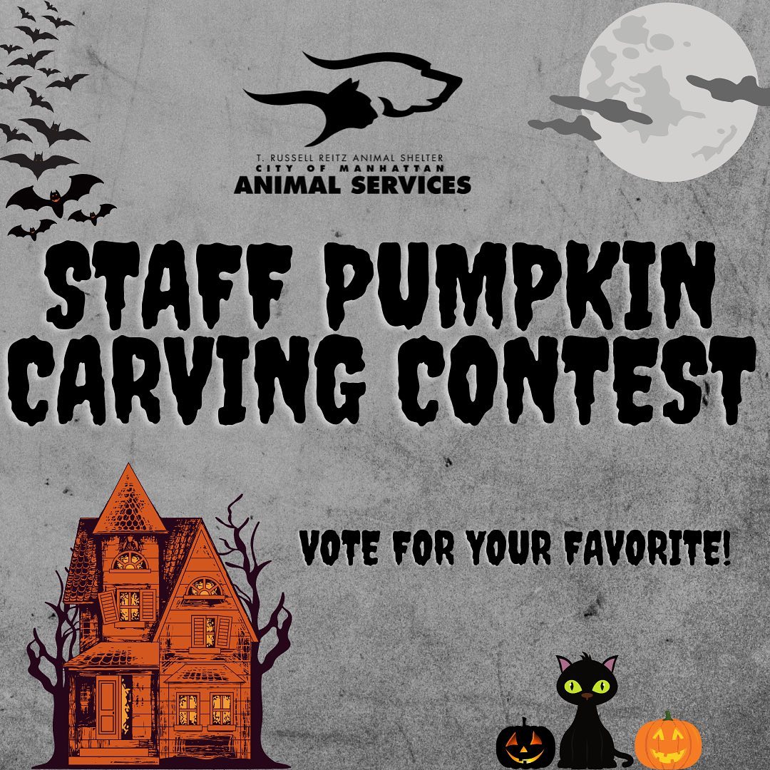 We need your help! The staff at T. Russell has decided to kick off spooky season right with some pumpkin carving, and we want you to vote on your favorite! Shoutout to @mossypossumfarm for the pumpkins! Let us know your favorite in the comments, or stop on by to see the display in front of our building in person! We are open Monday-Saturday, 1-5pm. You can view all of our adoptable pets at https://www.petfinder.com/search/pets-for-adoption/?shelter_id%5B0%5D=KS03&sort%5B0%5D=recently_added! If you have any questions, please feel free to give us a call at 785-587-2783. <a target='_blank' href='https://www.instagram.com/explore/tags/adoptmhk/'>#adoptmhk</a> <a target='_blank' href='https://www.instagram.com/explore/tags/spookyseason/'>#spookyseason</a> <a target='_blank' href='https://www.instagram.com/explore/tags/pumpkincarving/'>#pumpkincarving</a>