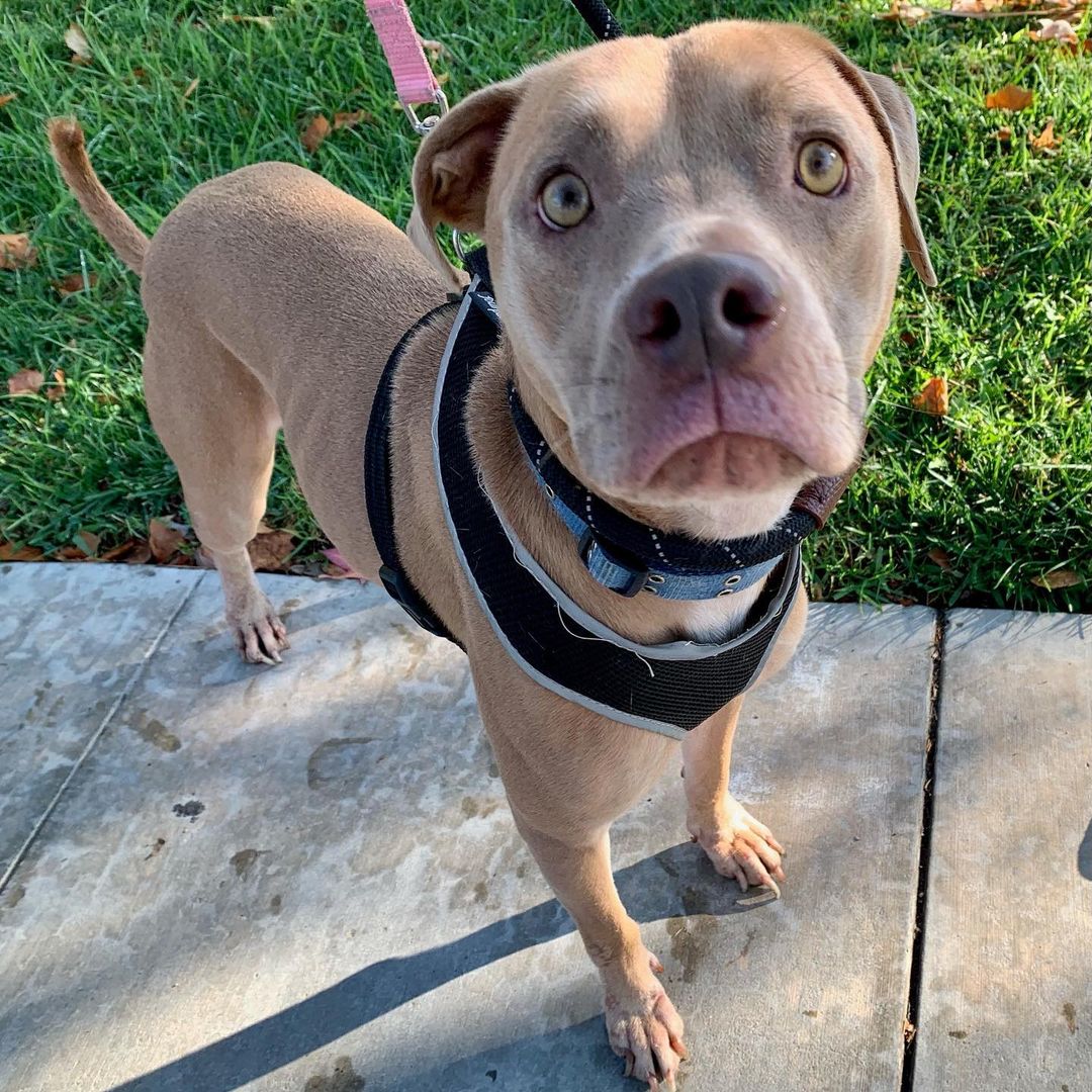 Kaipo is a little bitty Pittie X that desperately needs a Foster Home!  He is about 1.5 years old, house-trained, knows sit, shake, down, and heel when walking. Needs a place where he can RUN as he is still a puppy and has energy. He’s currently in a temporary situation, but we need him moved ASAP. If you can FOSTER, please let us know by texting  your email address to: 760-428-2044 for A Foster Application. Great Pup in Desperate Need of a place to lay his head at night and a yard to run off his excess energy!!