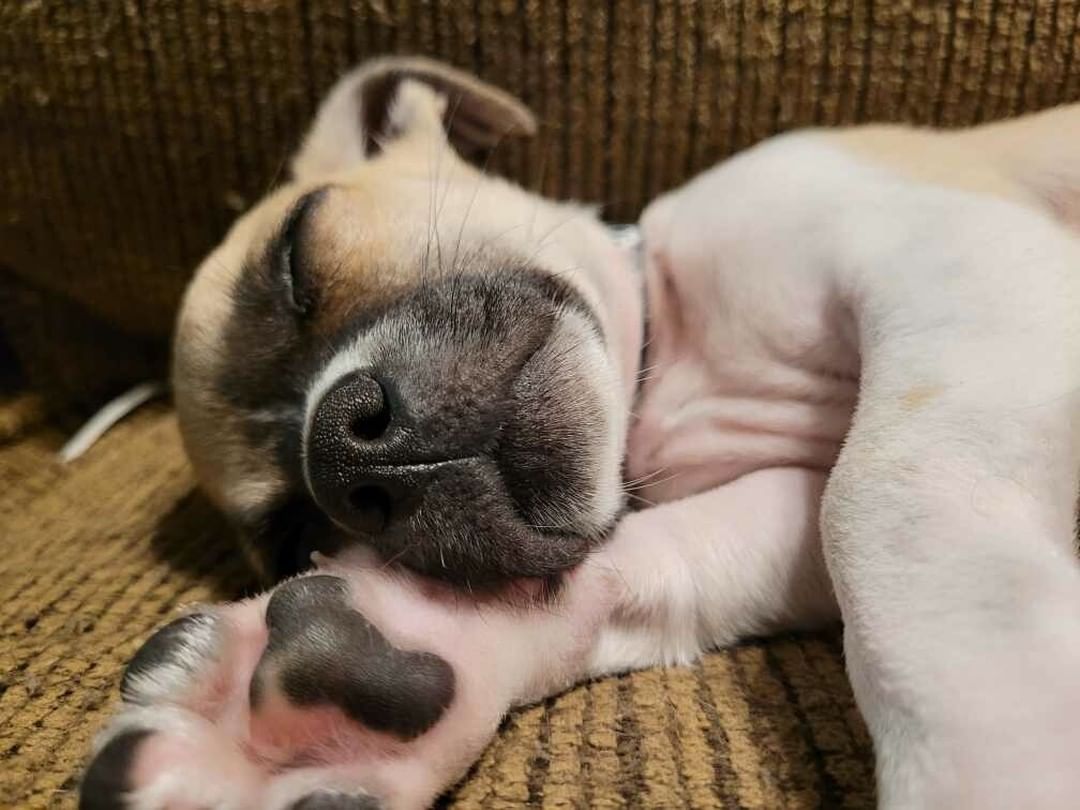 Tiny Peanut 🥜 is so stinkin' adorable! Look at that sleeping little face and those toes! He's headed to Mazie's Mission next week for his neuter surgery and final puppy vaccinations. 🐶

<a target='_blank' href='https://www.instagram.com/explore/tags/adoptdontshop/'>#adoptdontshop</a> <a target='_blank' href='https://www.instagram.com/explore/tags/puppylove/'>#puppylove</a> <a target='_blank' href='https://www.instagram.com/explore/tags/puppylife/'>#puppylife</a> <a target='_blank' href='https://www.instagram.com/explore/tags/rescuepup/'>#rescuepup</a> <a target='_blank' href='https://www.instagram.com/explore/tags/rescuedog/'>#rescuedog</a> <a target='_blank' href='https://www.instagram.com/explore/tags/rescuedogs/'>#rescuedogs</a> <a target='_blank' href='https://www.instagram.com/explore/tags/rescuedogsrock/'>#rescuedogsrock</a> <a target='_blank' href='https://www.instagram.com/explore/tags/rescuedismyfavoritebreed/'>#rescuedismyfavoritebreed</a> <a target='_blank' href='https://www.instagram.com/explore/tags/chugpuppy/'>#chugpuppy</a> <a target='_blank' href='https://www.instagram.com/explore/tags/rescuinglove/'>#rescuinglove</a> <a target='_blank' href='https://www.instagram.com/explore/tags/spayandneuter/'>#spayandneuter</a>