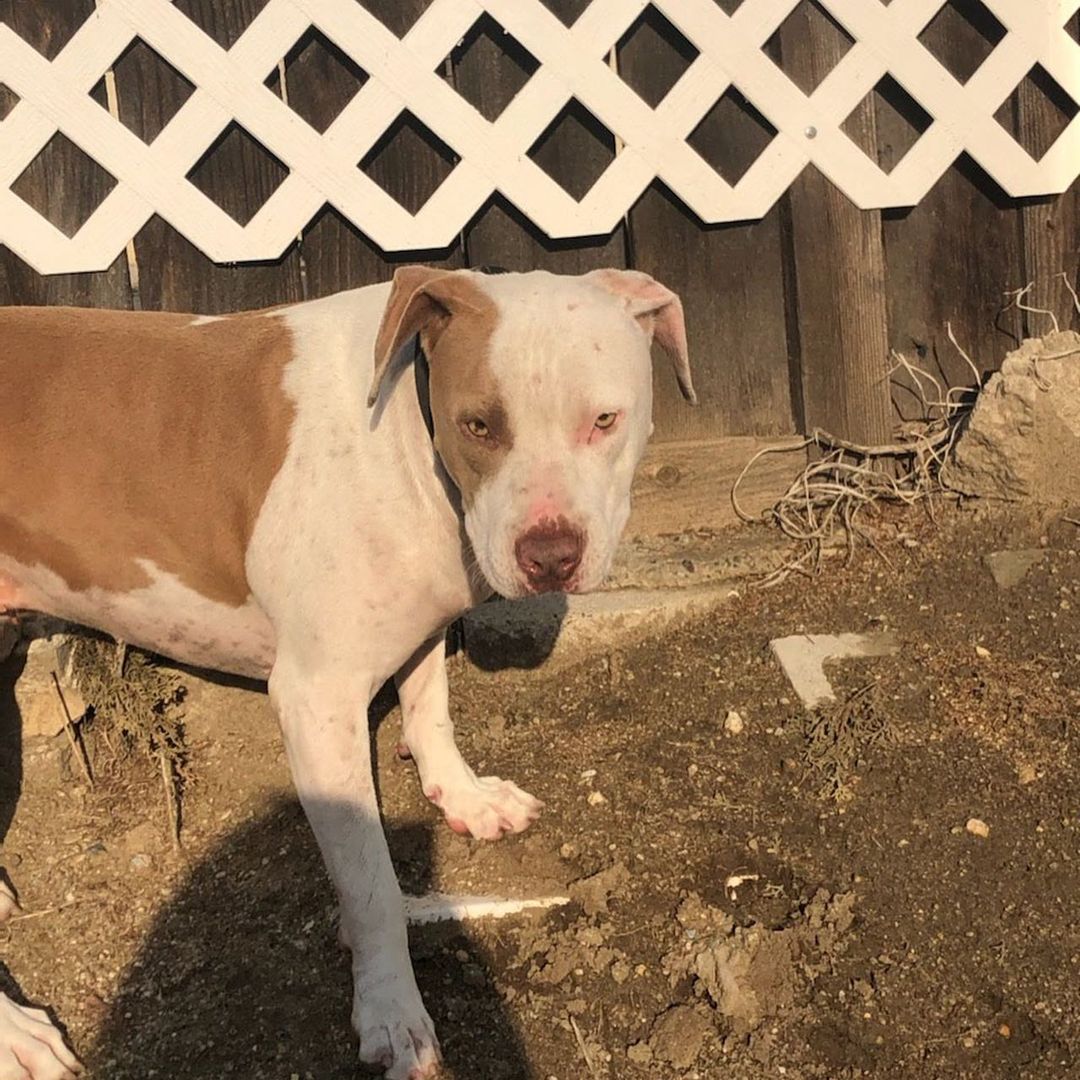 IMMEDIATE FOSTER NEEDED - Please Share!  This adorable baby was found running in the street and was almost hit by 2 cars.  A Good Samaritan picked her up, advertised her everywhere, checked for Microchip, and no one has claimed her. She is a very very sweet girl. We do not know how she is with other dogs or cats yet, but GS cannot keep her, so we said we would take her in if we could find a Foster Home. Even a short term one (2-4 weeks). She’s currently located in Temecula. Can transport her. PLEASE SHARE as we need someone ASAP!  Sweet sweet baby!  Everything will be paid for!  760-428-2044 TEXT your email and “Pittie Pup” so we can send an Adoption App TIA