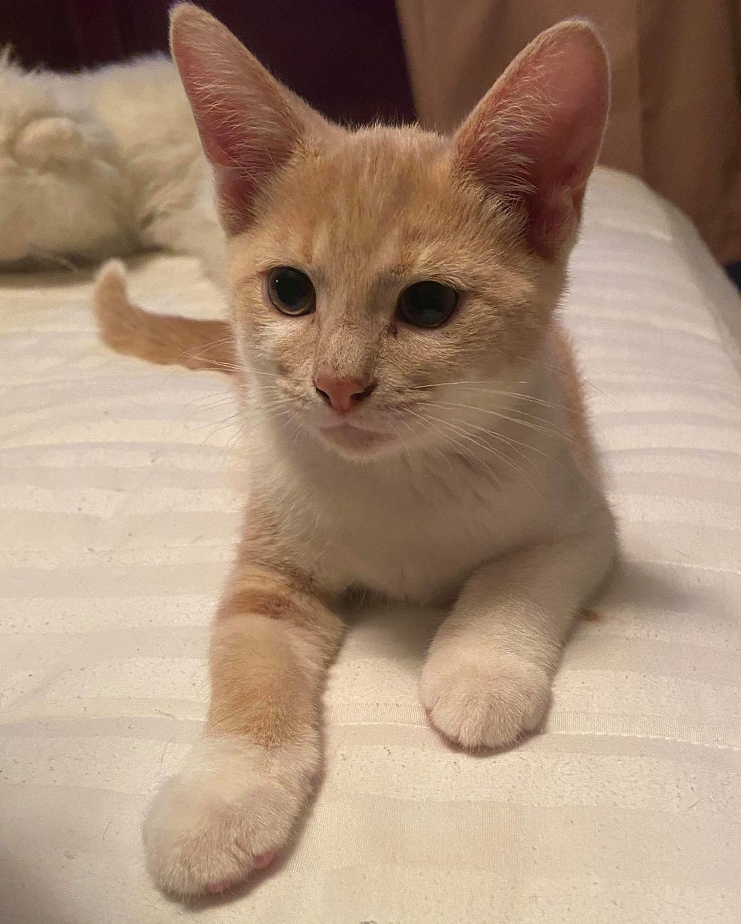 🍁 Autumn, Cinnamon & Spice! 🍁 
.
These adorable 10 week old kittens (one male, two females) are looking for their forever home! If you’re interested in adopting one of these cuties head to our adoption application (link in bio) and fill it out as best as you can as it pertains to cats 🐱 When you are done please send it to northmeckclt@gmail.com. 🐾