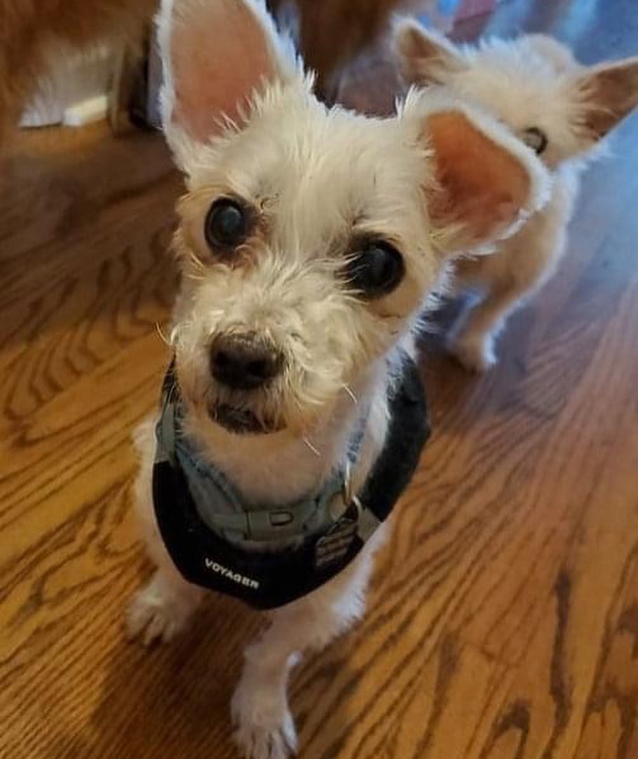 ADOPT JACK! 

Jack is a 7yo 10lb Maltese/Terrier mix. He’s dog and dog savvy older kid friendly! He’s house training when on a schedule but is pee pad and crate trained. He enjoys his foster’s fenced-in yard. He sometimes needs a little time to warm up to new people and other dogs but once he gets comfortable he likes to cuddle with his people and will play with other dogs when in the mood. He’s a very sweet, quiet boy. 

If you DO NOT fit this please DO NOT put an application in. We will not call anyone not a fit. Also, we will be concentrating on applications close to the foster home since home checks and meets with all humans and animals in home are needed at meet. Our fosters are all volunteers so aren’t always able to travel too far.

Jack’s neutered, vaccinated and microchipped. Currently being fostered in Jenkintown, PA. Apply at www.tprescue.org