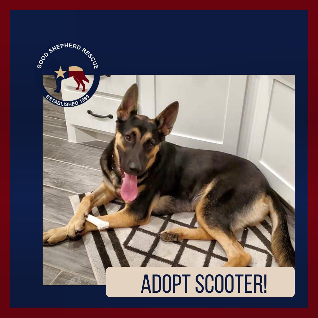 Adopt Scooter! Use links in bio to find out more!! <a target='_blank' href='https://www.instagram.com/explore/tags/furever/'>#furever</a> <a target='_blank' href='https://www.instagram.com/explore/tags/fureverhome/'>#fureverhome</a> <a target='_blank' href='https://www.instagram.com/explore/tags/goodshepherdrescueoftexas/'>#goodshepherdrescueoftexas</a> <a target='_blank' href='https://www.instagram.com/explore/tags/goodshepherd/'>#goodshepherd</a> <a target='_blank' href='https://www.instagram.com/explore/tags/goodshepherdrescue/'>#goodshepherdrescue</a> <a target='_blank' href='https://www.instagram.com/explore/tags/goodshepherdrescueandsanctuaryoftexas/'>#goodshepherdrescueandsanctuaryoftexas</a> <a target='_blank' href='https://www.instagram.com/explore/tags/germanshepherd/'>#germanshepherd</a> <a target='_blank' href='https://www.instagram.com/explore/tags/germanshepherds/'>#germanshepherds</a> <a target='_blank' href='https://www.instagram.com/explore/tags/germanshepherdsofinstagram/'>#germanshepherdsofinstagram</a> <a target='_blank' href='https://www.instagram.com/explore/tags/love/'>#love</a> <a target='_blank' href='https://www.instagram.com/explore/tags/adoptdontshop/'>#adoptdontshop</a> <a target='_blank' href='https://www.instagram.com/explore/tags/adopt/'>#adopt</a> <a target='_blank' href='https://www.instagram.com/explore/tags/adopted/'>#adopted</a>