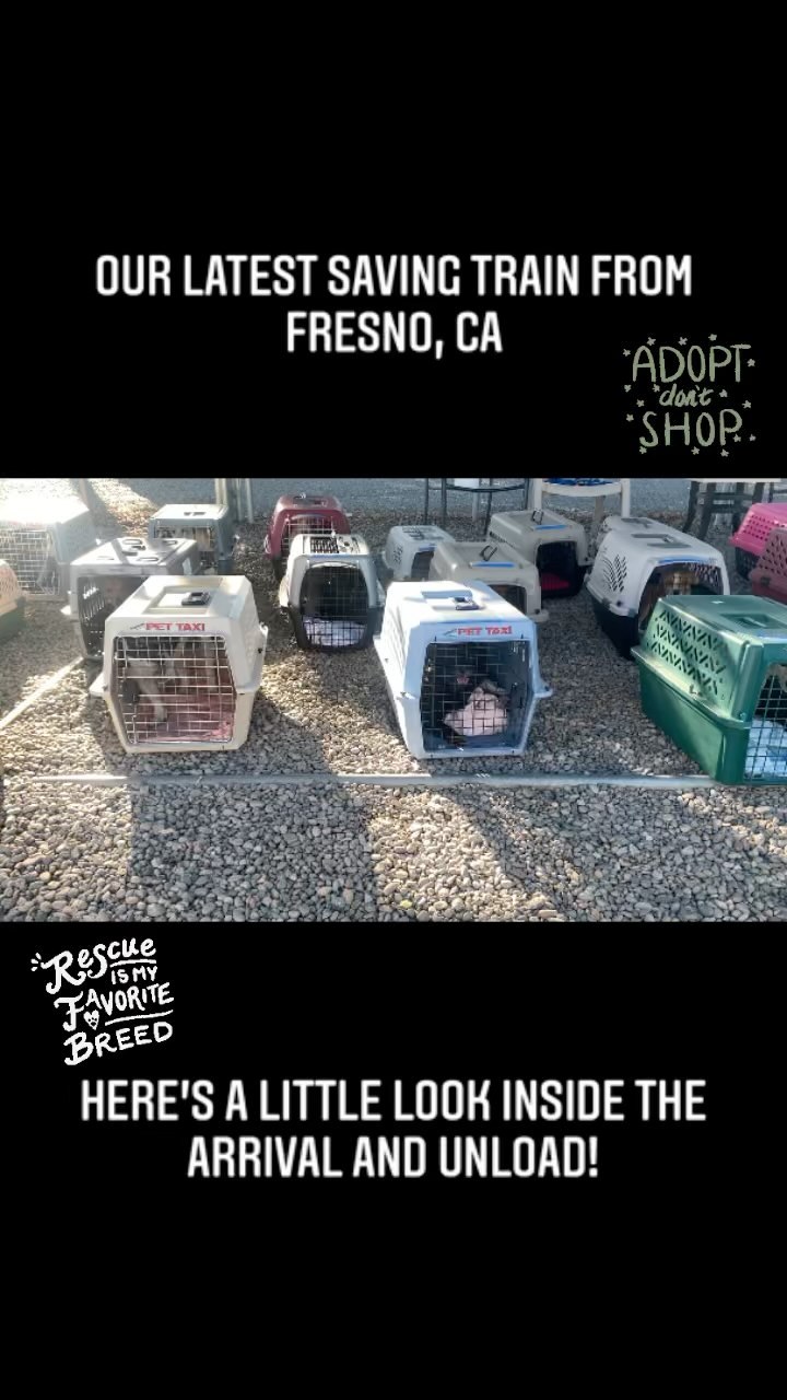 Our latest Saving Train arrived this past Sunday!🚂🐶
All 30 dogs will be going through the intake process this week and be available starting this Saturday🥳 
We will be having an adoption event at Star Body works this Saturday with this group of pups🤩
And we want to thank Mini Pet Mart for helping to make this happen! They are our Saving Train sponsor for the month of October, so this couldn’t have happened without them!💙