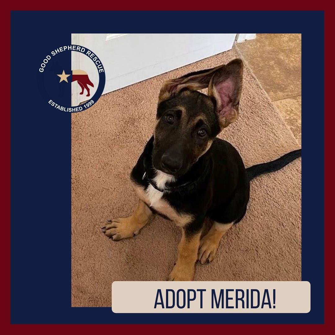 Adopt Merida! Use links in bio to find out more! <a target='_blank' href='https://www.instagram.com/explore/tags/furever/'>#furever</a> <a target='_blank' href='https://www.instagram.com/explore/tags/fureverhome/'>#fureverhome</a> <a target='_blank' href='https://www.instagram.com/explore/tags/goodshepherdrescueoftexas/'>#goodshepherdrescueoftexas</a> <a target='_blank' href='https://www.instagram.com/explore/tags/goodshepherd/'>#goodshepherd</a> <a target='_blank' href='https://www.instagram.com/explore/tags/goodshepherdrescue/'>#goodshepherdrescue</a> <a target='_blank' href='https://www.instagram.com/explore/tags/goodshepherdrescueandsanctuaryoftexas/'>#goodshepherdrescueandsanctuaryoftexas</a> <a target='_blank' href='https://www.instagram.com/explore/tags/germanshepherd/'>#germanshepherd</a> <a target='_blank' href='https://www.instagram.com/explore/tags/germanshepherds/'>#germanshepherds</a> <a target='_blank' href='https://www.instagram.com/explore/tags/germanshepherdsofinstagram/'>#germanshepherdsofinstagram</a> <a target='_blank' href='https://www.instagram.com/explore/tags/love/'>#love</a> <a target='_blank' href='https://www.instagram.com/explore/tags/adoptdontshop/'>#adoptdontshop</a> <a target='_blank' href='https://www.instagram.com/explore/tags/adopt/'>#adopt</a> <a target='_blank' href='https://www.instagram.com/explore/tags/adopted/'>#adopted</a>