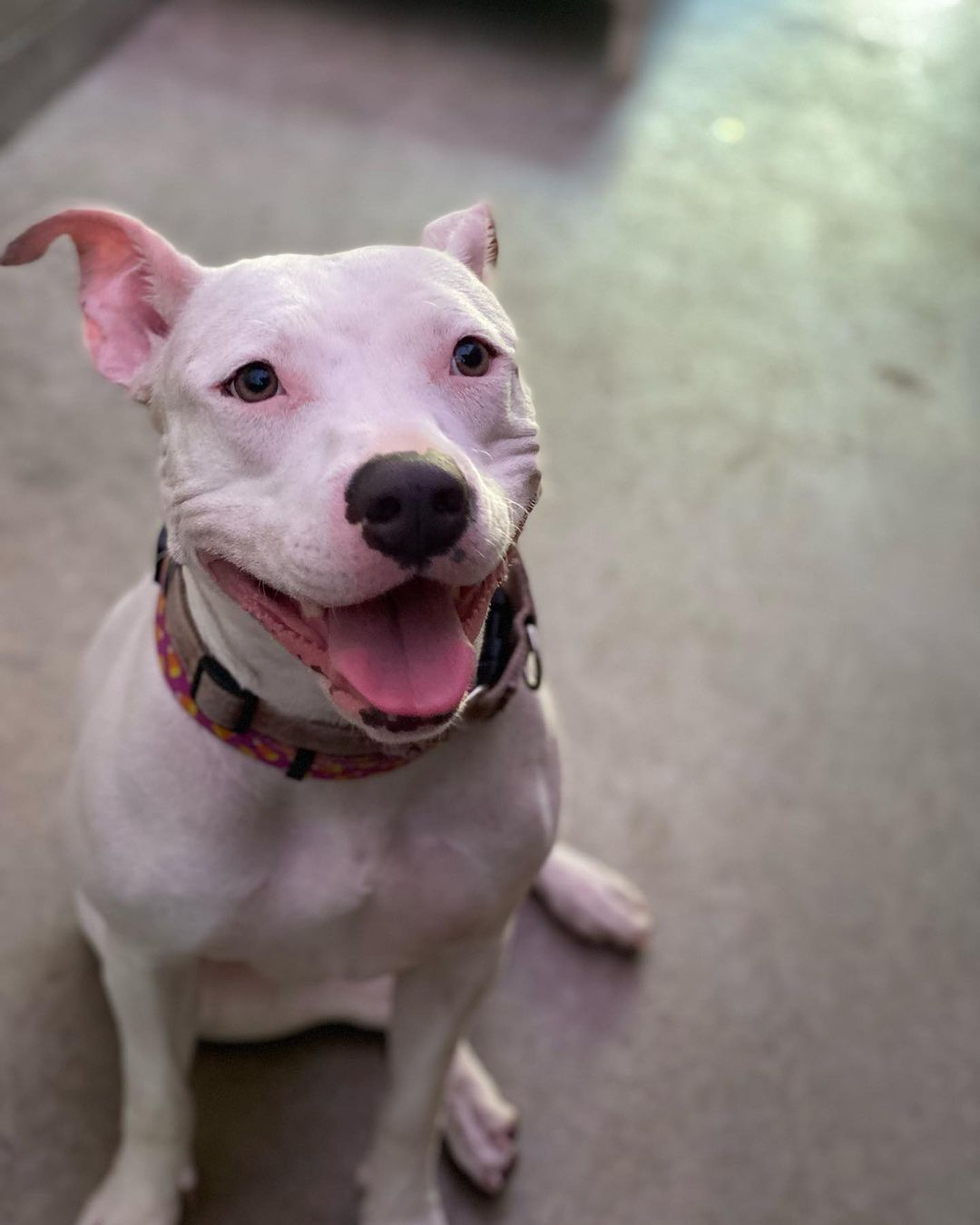 Mirror, mirror on the wall, who’s the prettiest girl of all? Pixi is!😍
Pixi is an active playful girl who loves everyone she meets🥰 She would love a home with someone who loves adventures as much as she does! Pixi has done well meeting kids of all ages. She enjoys treats, giving kisses😘 and being cuddled with. She enjoys playing fetch and running around, but will also snuggle up with you on the couch. As long as she has a human next to her, she is happy as can be. Pixi is very eager to please and willing to learn! With some guidance and continued training she is going to make an awesome companion.