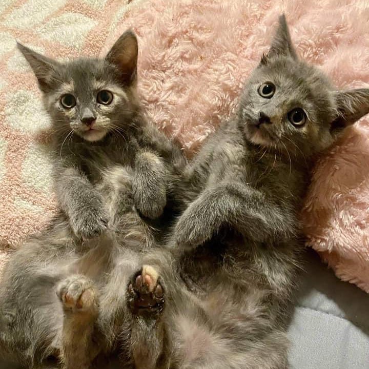 Happy Caturday! These two cuties, Remy and Tansy, will be at PetSmart, Marsha Sharp this afternoon for adoption, come quick, these two are super friendly, cuddle bugs, outgoing and dog/cat friendly. <a target='_blank' href='https://www.instagram.com/explore/tags/checkmeowt/'>#checkmeowt</a> <a target='_blank' href='https://www.instagram.com/explore/tags/secondchancedogrescue/'>#secondchancedogrescue</a> <a target='_blank' href='https://www.instagram.com/explore/tags/kittycats/'>#kittycats</a> <a target='_blank' href='https://www.instagram.com/explore/tags/sisterkittens/'>#sisterkittens</a> <a target='_blank' href='https://www.instagram.com/explore/tags/rescuecatsrock/'>#rescuecatsrock</a> <a target='_blank' href='https://www.instagram.com/explore/tags/purrrfect/'>#purrrfect</a>