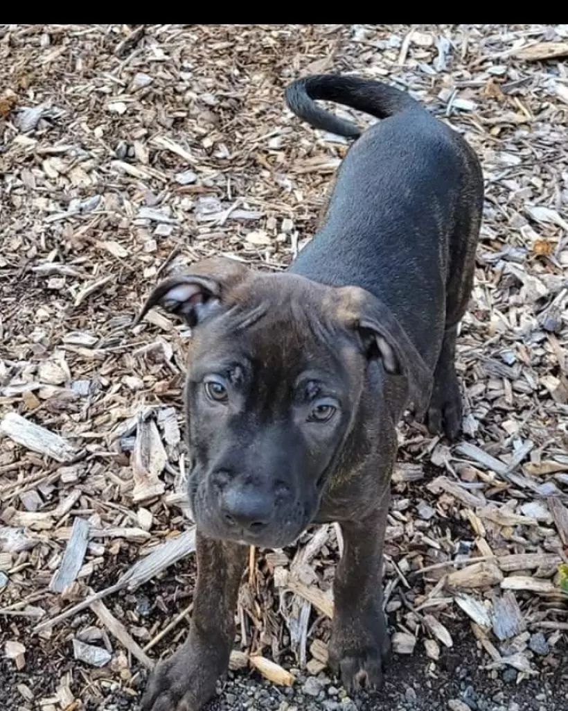 Oh 🙋 did you say you wanted some cuteness all over your screen?  Well, the buster foundation is happy 😊 to help. We. Have. Puppies.  These 4 ador-a-bull pups are the newest buster family 👪 members.  Two are already headed off to foster to adopt homes but our two girls in the last photo are still looking 👀. Their daddy is a pitty but momma is a Cane so these girls are gonna be pretty big (80ish pounds). As far as we're concerned that's just more to love 😍! Apply today!
<a target='_blank' href='https://www.instagram.com/explore/tags/thebusterfoundation/'>#thebusterfoundation</a>
<a target='_blank' href='https://www.instagram.com/explore/tags/pitbull/'>#pitbull</a>
<a target='_blank' href='https://www.instagram.com/explore/tags/pitbullsofinstagram/'>#pitbullsofinstagram</a>
<a target='_blank' href='https://www.instagram.com/explore/tags/pitbulladvocate/'>#pitbulladvocate</a>
<a target='_blank' href='https://www.instagram.com/explore/tags/pitbullpuppy/'>#pitbullpuppy</a>
<a target='_blank' href='https://www.instagram.com/explore/tags/puppiesofinstagram/'>#puppiesofinstagram</a>
<a target='_blank' href='https://www.instagram.com/explore/tags/bullybreed/'>#bullybreed</a>
<a target='_blank' href='https://www.instagram.com/explore/tags/dontbullymybreed/'>#dontbullymybreed</a>
<a target='_blank' href='https://www.instagram.com/explore/tags/rescuedog/'>#rescuedog</a>
<a target='_blank' href='https://www.instagram.com/explore/tags/rescueismyfavoritebreed/'>#rescueismyfavoritebreed</a>
<a target='_blank' href='https://www.instagram.com/explore/tags/detroitrescuedogs/'>#detroitrescuedogs</a>