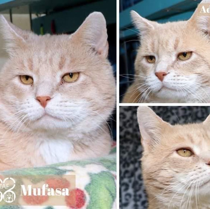 Meet Mufasa, a 7-year-old Domestic Short Hair 😻

Mufasa is the ultimate lap cat—he will happily curl up in your lap for hours. He also likes to cuddle in bed with you, and he'll stay tucked next to you all night.

Mufasa would love an adults-only home with plenty of attention to go around. He really likes to be with his people and either be in your lap or hang out nearby. He's a big hunky boy who will make a fantastic companion!

<a target='_blank' href='https://www.instagram.com/explore/tags/STAF/'>#STAF</a> <a target='_blank' href='https://www.instagram.com/explore/tags/adopt/'>#adopt</a>