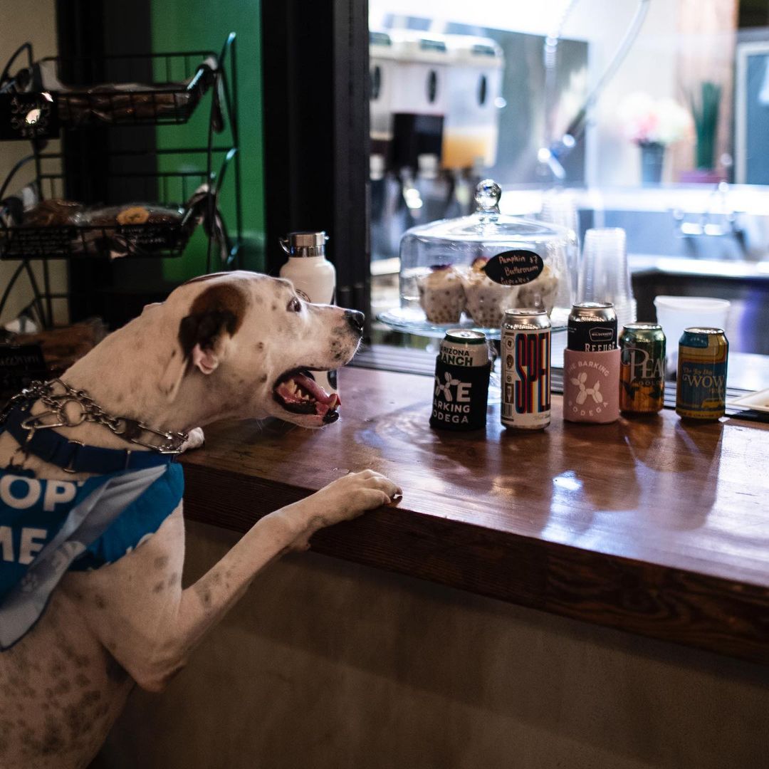 We had a great time last night playing some @binhoboard and hanging out with some awesome adoptable pups at @thebarkingbodega! Thanks to everyone who stopped by! 🍻🐾