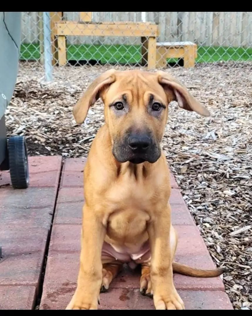 Oh 🙋 did you say you wanted some cuteness all over your screen?  Well, the buster foundation is happy 😊 to help. We. Have. Puppies.  These 4 ador-a-bull pups are the newest buster family 👪 members.  Two are already headed off to foster to adopt homes but our two girls in the last photo are still looking 👀. Their daddy is a pitty but momma is a Cane so these girls are gonna be pretty big (80ish pounds). As far as we're concerned that's just more to love 😍! Apply today!
<a target='_blank' href='https://www.instagram.com/explore/tags/thebusterfoundation/'>#thebusterfoundation</a>
<a target='_blank' href='https://www.instagram.com/explore/tags/pitbull/'>#pitbull</a>
<a target='_blank' href='https://www.instagram.com/explore/tags/pitbullsofinstagram/'>#pitbullsofinstagram</a>
<a target='_blank' href='https://www.instagram.com/explore/tags/pitbulladvocate/'>#pitbulladvocate</a>
<a target='_blank' href='https://www.instagram.com/explore/tags/pitbullpuppy/'>#pitbullpuppy</a>
<a target='_blank' href='https://www.instagram.com/explore/tags/puppiesofinstagram/'>#puppiesofinstagram</a>
<a target='_blank' href='https://www.instagram.com/explore/tags/bullybreed/'>#bullybreed</a>
<a target='_blank' href='https://www.instagram.com/explore/tags/dontbullymybreed/'>#dontbullymybreed</a>
<a target='_blank' href='https://www.instagram.com/explore/tags/rescuedog/'>#rescuedog</a>
<a target='_blank' href='https://www.instagram.com/explore/tags/rescueismyfavoritebreed/'>#rescueismyfavoritebreed</a>
<a target='_blank' href='https://www.instagram.com/explore/tags/detroitrescuedogs/'>#detroitrescuedogs</a>