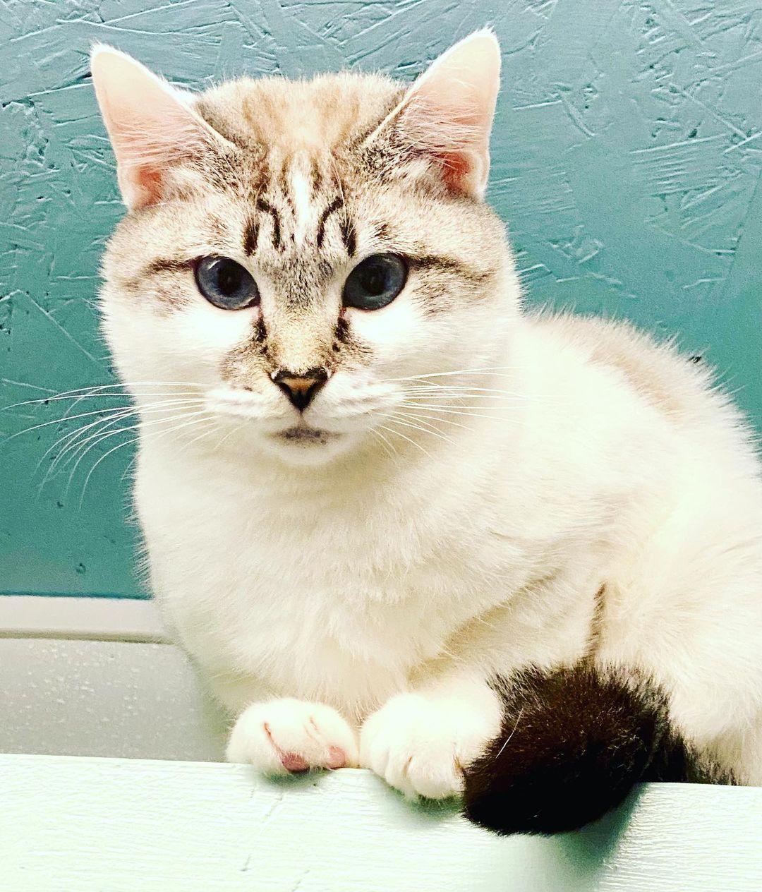 Hi! It’s me your future cat! 😻BUFFY😻(aka BLIZZARD) I promise if you adopt me that I will strategically vomit hair balls when company you don’t like visit you! You have some family visiting for the holidays? Don’t worry I got ya covered! 
🤢🤮🤢🤮🤢🤮🤢🤮🤢
<a target='_blank' href='https://www.instagram.com/explore/tags/catsvomiting/'>#catsvomiting</a>
<a target='_blank' href='https://www.instagram.com/explore/tags/igot99problemsbutacataintone/'>#igot99problemsbutacataintone</a>
<a target='_blank' href='https://www.instagram.com/explore/tags/catsofinstagram/'>#catsofinstagram</a> 
<a target='_blank' href='https://www.instagram.com/explore/tags/beautifulcats/'>#beautifulcats</a>
<a target='_blank' href='https://www.instagram.com/explore/tags/siamesecatsofinstagram/'>#siamesecatsofinstagram</a> 
<a target='_blank' href='https://www.instagram.com/explore/tags/adoptablecats/'>#adoptablecats</a>
<a target='_blank' href='https://www.instagram.com/explore/tags/fostercats/'>#fostercats</a>
<a target='_blank' href='https://www.instagram.com/explore/tags/rescuecats/'>#rescuecats</a>
<a target='_blank' href='https://www.instagram.com/explore/tags/fancycats/'>#fancycats</a>
<a target='_blank' href='https://www.instagram.com/explore/tags/savingfancycats/'>#savingfancycats</a>
<a target='_blank' href='https://www.instagram.com/explore/tags/fancyfelines4adoption/'>#fancyfelines4adoption</a>