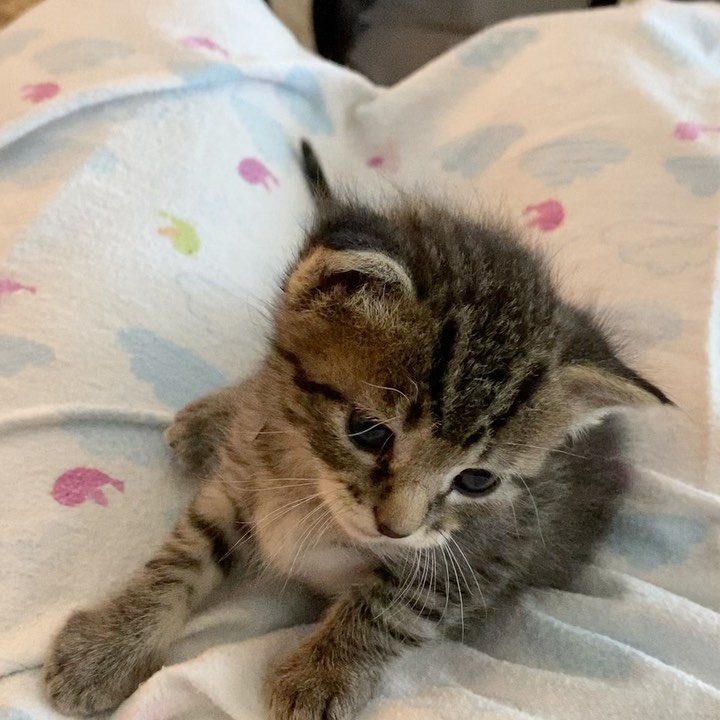 Our latest rescue is a 3 to 4 week kitten found without her mom in a shed.  Waited a day but mom never returned and now in foster home doing great.  Her name I Pumpkin in celebration of Halloween