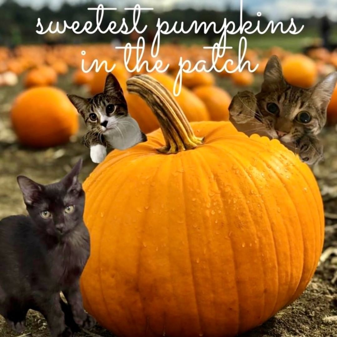 Happy Fall Yall! 

Check out our link below for all the pumpkins looking for their forever homes. 👇
 https://www.petfinder.com/search/pets-for-adoption/?shelter_id%5B0%5D=TN800&sort%5B0%5D=recently_added

<a target='_blank' href='https://www.instagram.com/explore/tags/homefortheholidays/'>#homefortheholidays</a> 
<a target='_blank' href='https://www.instagram.com/explore/tags/MpaDreykov/'>#MpaDreykov</a>
<a target='_blank' href='https://www.instagram.com/explore/tags/mpavalentina/'>#mpavalentina</a>
<a target='_blank' href='https://www.instagram.com/explore/tags/mpaalaska/'>#mpaalaska</a>