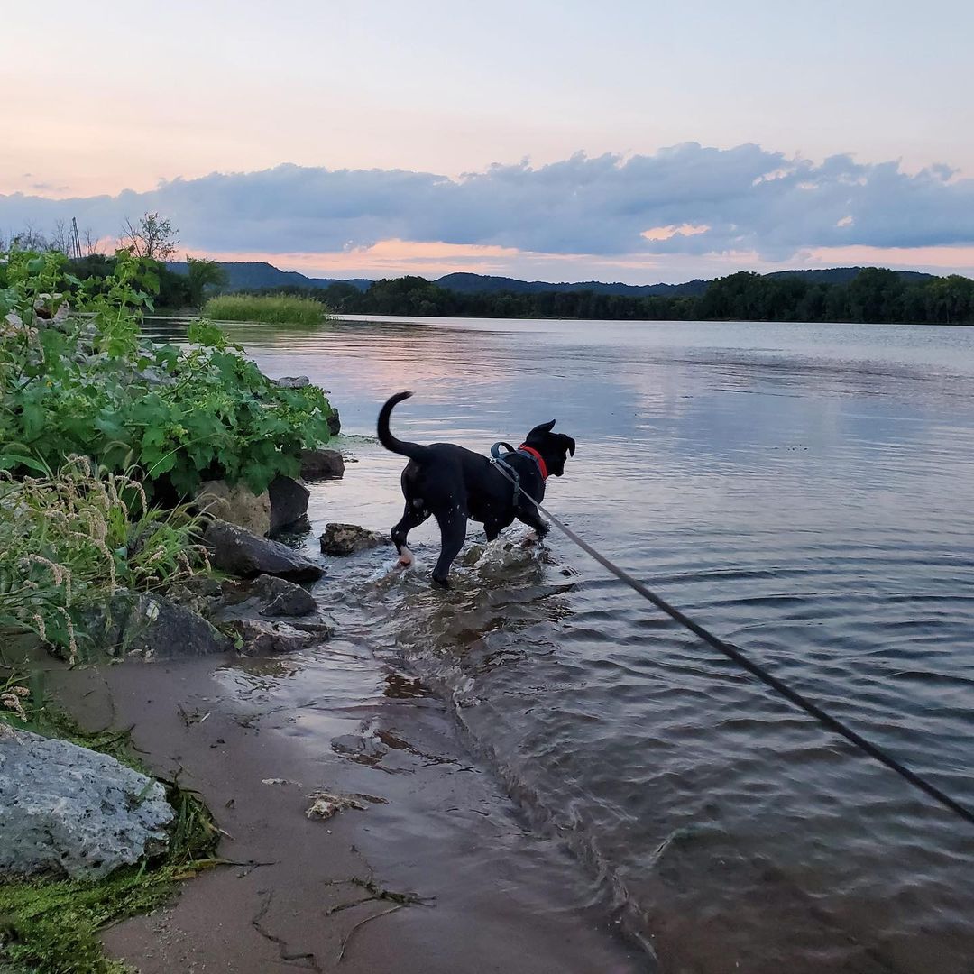 Syer - the adventurous Mississippi River dog! 🖤🤍💙

<a target='_blank' href='https://www.instagram.com/explore/tags/adoptabledog/'>#adoptabledog</a> <a target='_blank' href='https://www.instagram.com/explore/tags/adoptme/'>#adoptme</a> <a target='_blank' href='https://www.instagram.com/explore/tags/takemehome/'>#takemehome</a> <a target='_blank' href='https://www.instagram.com/explore/tags/adventurebuddy/'>#adventurebuddy</a> <a target='_blank' href='https://www.instagram.com/explore/tags/labmix/'>#labmix</a> <a target='_blank' href='https://www.instagram.com/explore/tags/huskymix/'>#huskymix</a> <a target='_blank' href='https://www.instagram.com/explore/tags/pittiemix/'>#pittiemix</a> <a target='_blank' href='https://www.instagram.com/explore/tags/shepherdmix/'>#shepherdmix</a> <a target='_blank' href='https://www.instagram.com/explore/tags/blueeyedbeauty/'>#blueeyedbeauty</a> <a target='_blank' href='https://www.instagram.com/explore/tags/riversunset/'>#riversunset</a> <a target='_blank' href='https://www.instagram.com/explore/tags/mississippiriver/'>#mississippiriver</a> <a target='_blank' href='https://www.instagram.com/explore/tags/waterdog/'>#waterdog</a> <a target='_blank' href='https://www.instagram.com/explore/tags/winonaareahumanesociety/'>#winonaareahumanesociety</a> <a target='_blank' href='https://www.instagram.com/explore/tags/wahs/'>#wahs</a> <a target='_blank' href='https://www.instagram.com/explore/tags/winona/'>#winona</a> <a target='_blank' href='https://www.instagram.com/explore/tags/winonamn/'>#winonamn</a> <a target='_blank' href='https://www.instagram.com/explore/tags/humanesociety/'>#humanesociety</a> <a target='_blank' href='https://www.instagram.com/explore/tags/adoptdontshop/'>#adoptdontshop</a> <a target='_blank' href='https://www.instagram.com/explore/tags/chooseadoption/'>#chooseadoption</a> <a target='_blank' href='https://www.instagram.com/explore/tags/rescueismyfavoritebreed/'>#rescueismyfavoritebreed</a> <a target='_blank' href='https://www.instagram.com/explore/tags/rescuedogs/'>#rescuedogs</a> <a target='_blank' href='https://www.instagram.com/explore/tags/shelter/'>#shelter</a> <a target='_blank' href='https://www.instagram.com/explore/tags/shelterdogs/'>#shelterdogs</a> <a target='_blank' href='https://www.instagram.com/explore/tags/dogsofinstagram/'>#dogsofinstagram</a> <a target='_blank' href='https://www.instagram.com/explore/tags/dogs/'>#dogs</a> <a target='_blank' href='https://www.instagram.com/explore/tags/shelterdogsofinstagram/'>#shelterdogsofinstagram</a> <a target='_blank' href='https://www.instagram.com/explore/tags/dogstagram/'>#dogstagram</a>