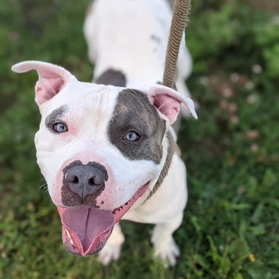 <a target='_blank' href='https://www.instagram.com/explore/tags/TongueOutTuesday/'>#TongueOutTuesday</a> Meet Marvelous Marvel! This super happy, hunky guy is stoked about pretty much everything. Whether it's time to play with toys, explore on a walk, or meet new friends, Marvel is ready to do it with a wagging tail and boundless enthusiasm. He's a strong boy and has moments of bounciness when excited, but overall tends to settle nicely and can be quite sweet and affectionate! He seems like a people pleaser. 

Marvel would love to be a friend to many, but his nemesis seems to be cats and is seeking a home without them. Marvel is estimated to be around 2 years old and weighs a stocky 59 lbs.

Visit www.tinyurl.com/meetacitydog to set up a meet!
.
.
.
<a target='_blank' href='https://www.instagram.com/explore/tags/adoptdontshop/'>#adoptdontshop</a> <a target='_blank' href='https://www.instagram.com/explore/tags/adoptme/'>#adoptme</a> <a target='_blank' href='https://www.instagram.com/explore/tags/citydogscle/'>#citydogscle</a> <a target='_blank' href='https://www.instagram.com/explore/tags/cledogs/'>#cledogs</a> <a target='_blank' href='https://www.instagram.com/explore/tags/rescuedog/'>#rescuedog</a>