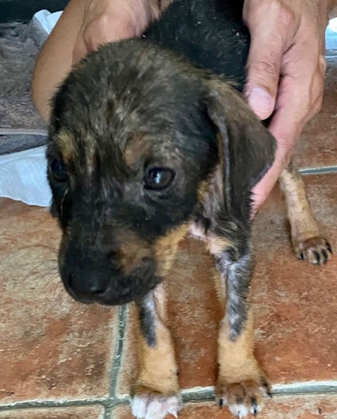 This is our latest rescue. 💔😭 We couldn’t say no. This litter of 5 puppies were dumped in the back of a restaurant (no mother in sight) and we were asked if we could take on the case. The look like dachshund mixes!

They have some serious mange which we are addressing. They have been having medical baths for it. 🛁 

We look forward to their recovery and getting them adopted into loving homes where they will be cherished as a member of the family. 

We would be so grateful for donations and shares to support their ongoing care! Thank you so much as usual!

Venmo: @miraclesforsatosrescue
PayPal: miraclesforsatosrescue@gmail.com
ATH: 787-210-0041

<a target='_blank' href='https://www.instagram.com/explore/tags/miraclesforsatosrescue/'>#miraclesforsatosrescue</a> <a target='_blank' href='https://www.instagram.com/explore/tags/dogrescue/'>#dogrescue</a> <a target='_blank' href='https://www.instagram.com/explore/tags/rescuedogsofinstagram/'>#rescuedogsofinstagram</a> <a target='_blank' href='https://www.instagram.com/explore/tags/puppyrescue/'>#puppyrescue</a> <a target='_blank' href='https://www.instagram.com/explore/tags/puppy/'>#puppy</a> <a target='_blank' href='https://www.instagram.com/explore/tags/abandonedpuppies/'>#abandonedpuppies</a> <a target='_blank' href='https://www.instagram.com/explore/tags/dogsofpuertorico/'>#dogsofpuertorico</a> <a target='_blank' href='https://www.instagram.com/explore/tags/puertorico/'>#puertorico</a> <a target='_blank' href='https://www.instagram.com/explore/tags/fundraiser/'>#fundraiser</a> <a target='_blank' href='https://www.instagram.com/explore/tags/donate/'>#donate</a> <a target='_blank' href='https://www.instagram.com/explore/tags/donateplease/'>#donateplease</a> <a target='_blank' href='https://www.instagram.com/explore/tags/pleasedonate/'>#pleasedonate</a> <a target='_blank' href='https://www.instagram.com/explore/tags/dachshundsofinstagram/'>#dachshundsofinstagram</a> <a target='_blank' href='https://www.instagram.com/explore/tags/chihuahuasofinstagram/'>#chihuahuasofinstagram</a>