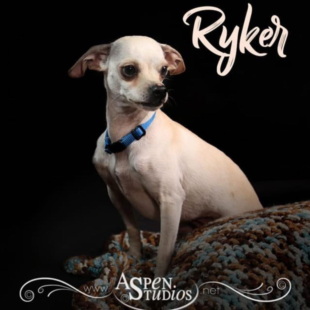 Ryker here, I am a sweet lil fellow looking for a family of my own 💚💙. If you would like to fill out an adoption  application go to teambarc.com