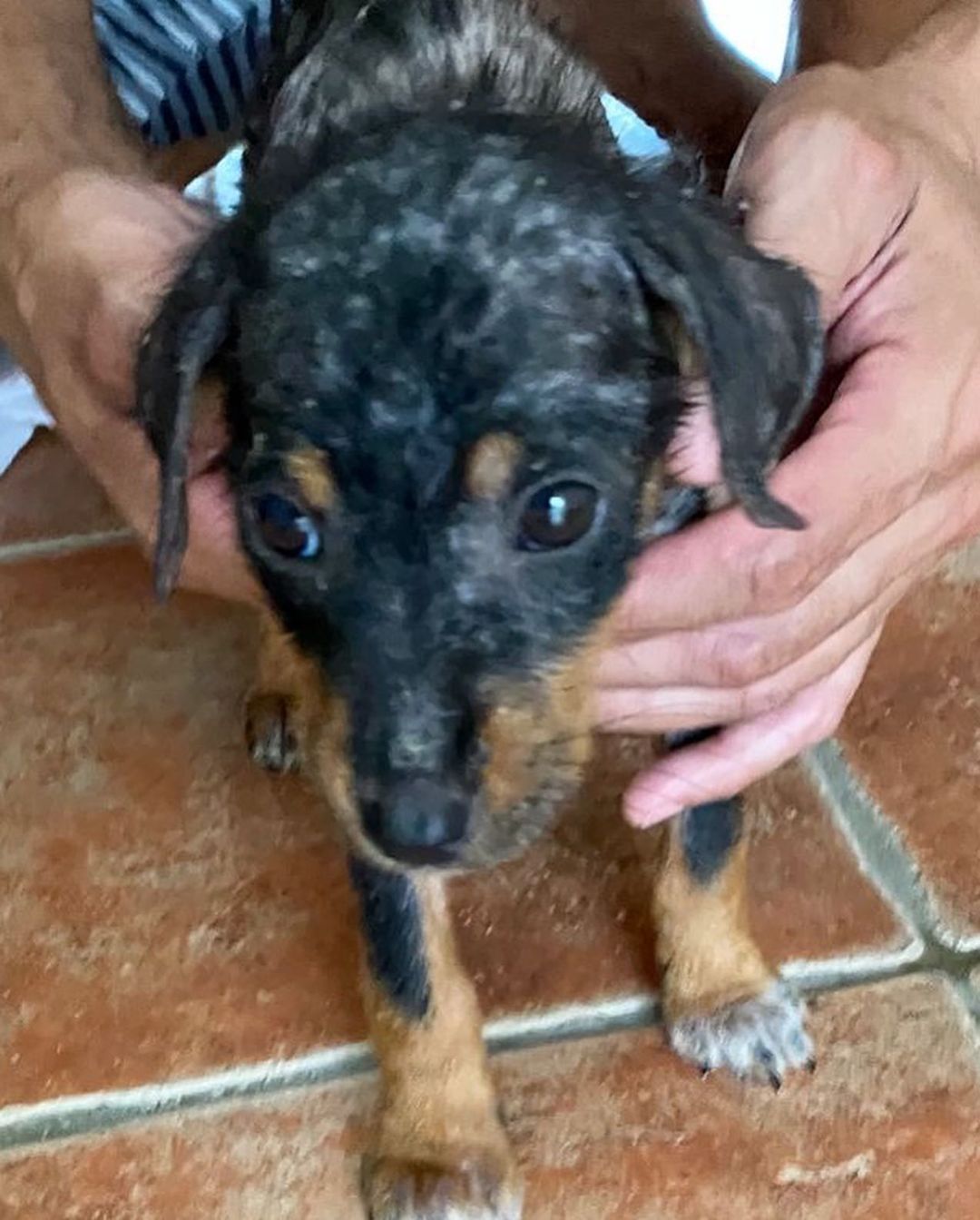 This is our latest rescue. 💔😭 We couldn’t say no. This litter of 5 puppies were dumped in the back of a restaurant (no mother in sight) and we were asked if we could take on the case. The look like dachshund mixes!

They have some serious mange which we are addressing. They have been having medical baths for it. 🛁 

We look forward to their recovery and getting them adopted into loving homes where they will be cherished as a member of the family. 

We would be so grateful for donations and shares to support their ongoing care! Thank you so much as usual!

Venmo: @miraclesforsatosrescue
PayPal: miraclesforsatosrescue@gmail.com
ATH: 787-210-0041

<a target='_blank' href='https://www.instagram.com/explore/tags/miraclesforsatosrescue/'>#miraclesforsatosrescue</a> <a target='_blank' href='https://www.instagram.com/explore/tags/dogrescue/'>#dogrescue</a> <a target='_blank' href='https://www.instagram.com/explore/tags/rescuedogsofinstagram/'>#rescuedogsofinstagram</a> <a target='_blank' href='https://www.instagram.com/explore/tags/puppyrescue/'>#puppyrescue</a> <a target='_blank' href='https://www.instagram.com/explore/tags/puppy/'>#puppy</a> <a target='_blank' href='https://www.instagram.com/explore/tags/abandonedpuppies/'>#abandonedpuppies</a> <a target='_blank' href='https://www.instagram.com/explore/tags/dogsofpuertorico/'>#dogsofpuertorico</a> <a target='_blank' href='https://www.instagram.com/explore/tags/puertorico/'>#puertorico</a> <a target='_blank' href='https://www.instagram.com/explore/tags/fundraiser/'>#fundraiser</a> <a target='_blank' href='https://www.instagram.com/explore/tags/donate/'>#donate</a> <a target='_blank' href='https://www.instagram.com/explore/tags/donateplease/'>#donateplease</a> <a target='_blank' href='https://www.instagram.com/explore/tags/pleasedonate/'>#pleasedonate</a> <a target='_blank' href='https://www.instagram.com/explore/tags/dachshundsofinstagram/'>#dachshundsofinstagram</a> <a target='_blank' href='https://www.instagram.com/explore/tags/chihuahuasofinstagram/'>#chihuahuasofinstagram</a>