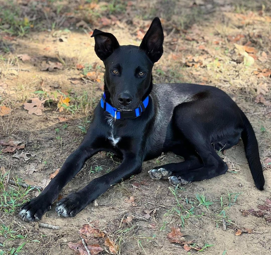 Meet Slevin 💙💙 

Slevin was dumped with his sister along with their mom. He can be shy at first but warms up quickly! This handsome man is roughly 10 months old. We think he is a lab shepherd mix? Slevin is learning to be a nice house guest 💙 

Send us an email at zoisanimalrescue@gmail.com