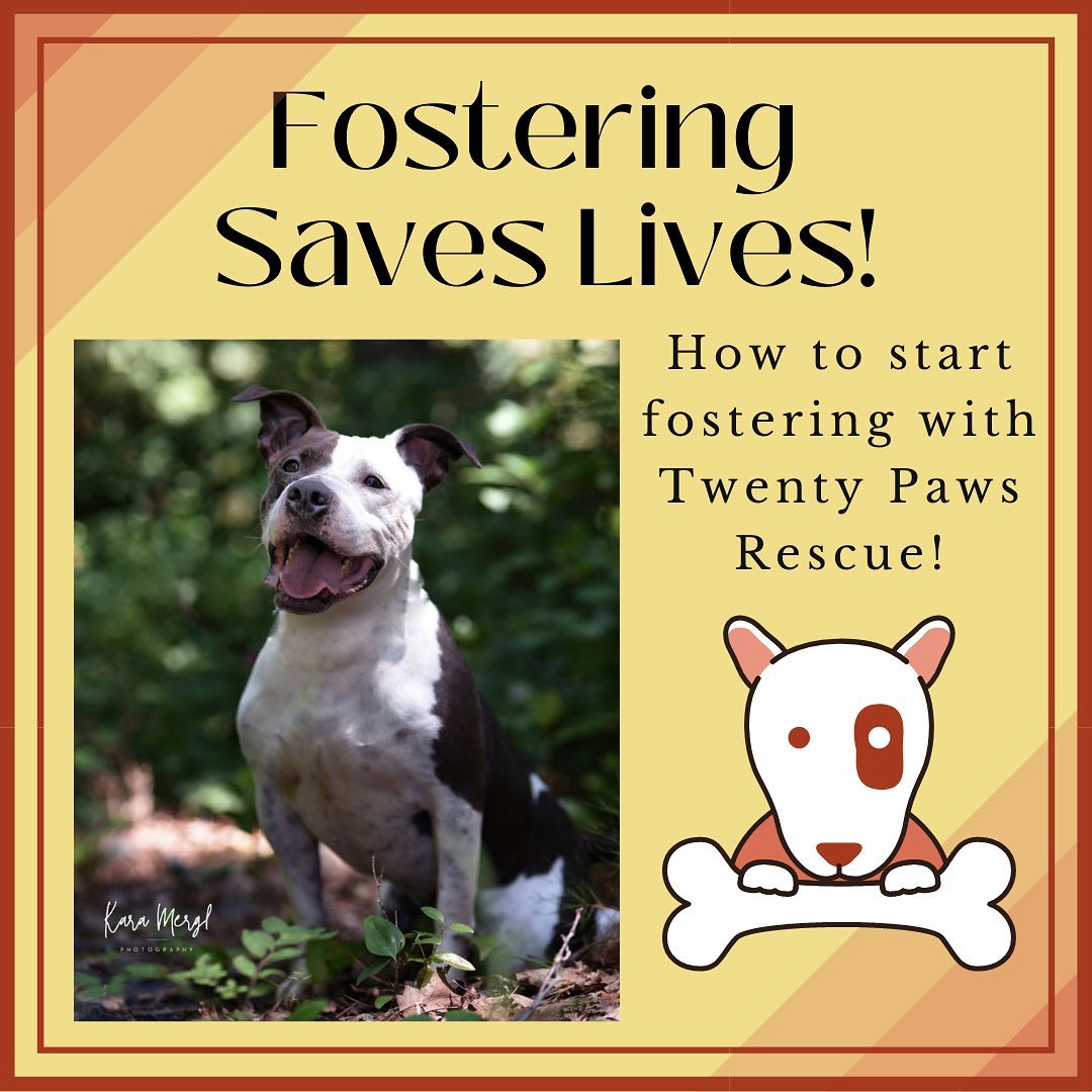 We are always in need of new fosters here at Twenty Paws Rescue! If you are interested in fostering, adopting or volunteering with us, please contact us either via DM or at twentypawsrescue@gmail.com! 🧡