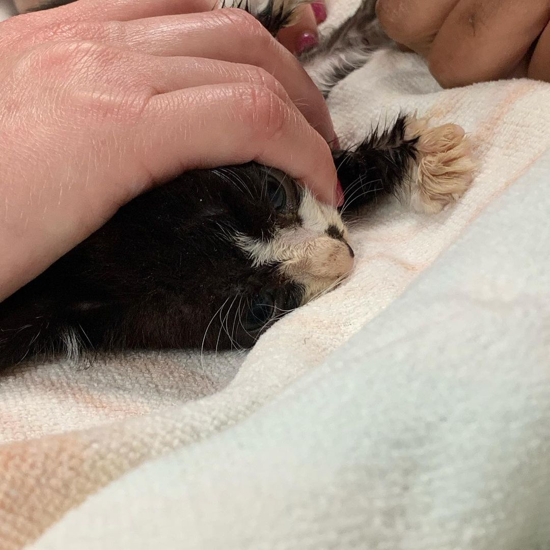 Meet McGregor!  Did we name a kitten after @thenotoriousmma?? You’re dang right we did!  When he came to us yesterday afternoon he was cold, every bone on his body was sticking out, and he didn’t have the energy to lift his head, much less stand up. On our way to the vet we decided that he needed the name of a fierce fighter, because we knew that he’d need more than a little luck. 

When we got him there he was so dehydrated that they couldn’t draw blood or even get a capstar in his mouth. He had been covered in fleas, so he was severely anemic with white gums. He was basically hunkered down and couldn’t even stand. 

We are amazed by what a few hours of love and some prescription critical nutrition food could do!  He’s now standing with his head up!  A basic function, but something that he didn’t have the strength to do. 

We have high hopes for this little fighter!

<a target='_blank' href='https://www.instagram.com/explore/tags/rescue/'>#rescue</a> <a target='_blank' href='https://www.instagram.com/explore/tags/rescuekitten/'>#rescuekitten</a> <a target='_blank' href='https://www.instagram.com/explore/tags/adopt/'>#adopt</a> <a target='_blank' href='https://www.instagram.com/explore/tags/fosteringsaveslives/'>#fosteringsaveslives</a> <a target='_blank' href='https://www.instagram.com/explore/tags/fighter/'>#fighter</a> <a target='_blank' href='https://www.instagram.com/explore/tags/fayettevillenc/'>#fayettevillenc</a> <a target='_blank' href='https://www.instagram.com/explore/tags/fortbragg/'>#fortbragg</a> <a target='_blank' href='https://www.instagram.com/explore/tags/raefordnc/'>#raefordnc</a> <a target='_blank' href='https://www.instagram.com/explore/tags/hopemillsnc/'>#hopemillsnc</a> <a target='_blank' href='https://www.instagram.com/explore/tags/operationhealingwhiskersrescue/'>#operationhealingwhiskersrescue</a>