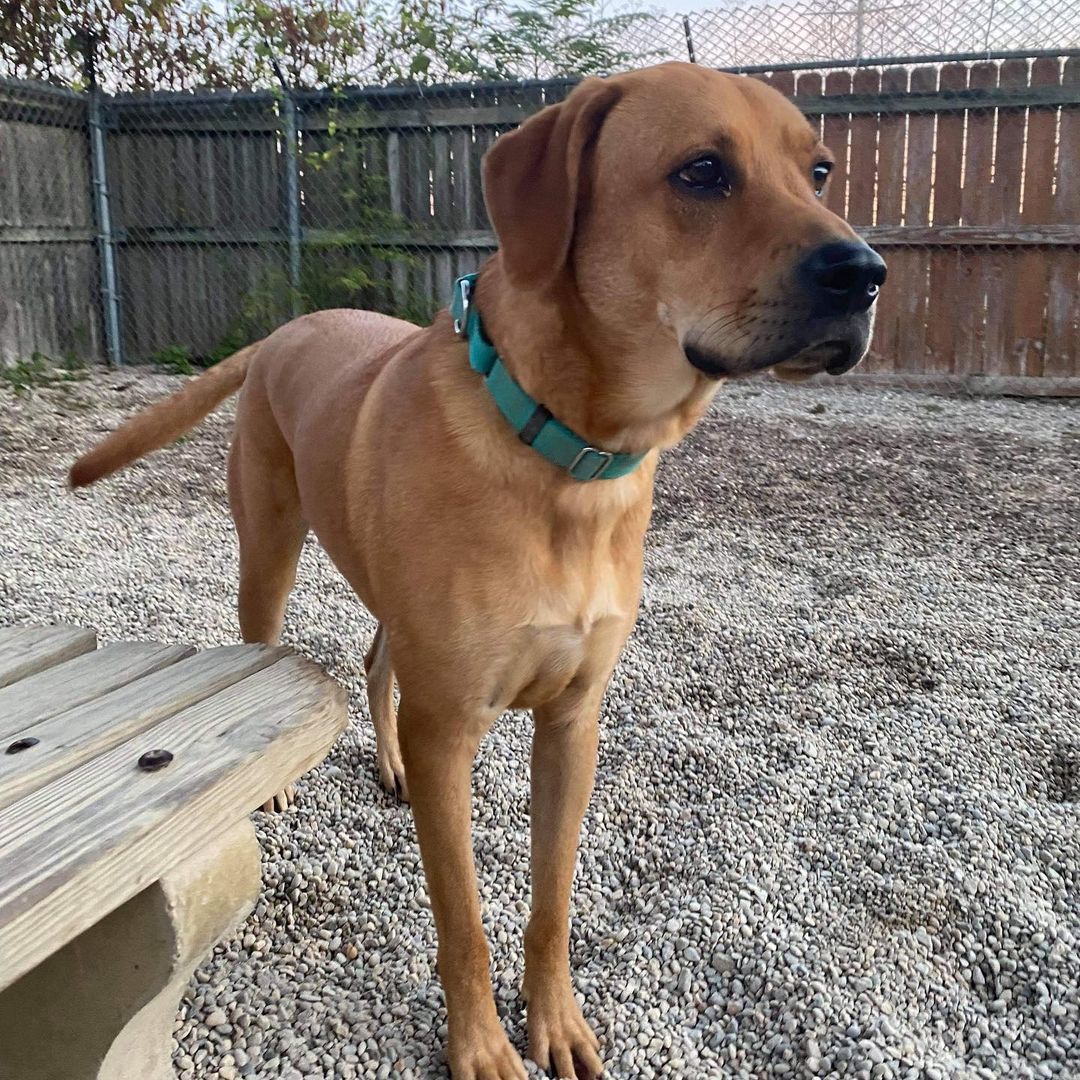 Cali is a 2.5 year old golden/lab mix. This girl loves to go for walks, or play with some four legged friends. She would love a home with a fenced in yard or someone to take her for walks or runs! For more info on Cali click the link in our bio. <a target='_blank' href='https://www.instagram.com/explore/tags/adopt/'>#adopt</a> <a target='_blank' href='https://www.instagram.com/explore/tags/staf/'>#staf</a> <a target='_blank' href='https://www.instagram.com/explore/tags/rescuedog/'>#rescuedog</a> <a target='_blank' href='https://www.instagram.com/explore/tags/goldenmix/'>#goldenmix</a> <a target='_blank' href='https://www.instagram.com/explore/tags/dogsofcinci/'>#dogsofcinci</a> <a target='_blank' href='https://www.instagram.com/explore/tags/dogsofinstagram/'>#dogsofinstagram</a>