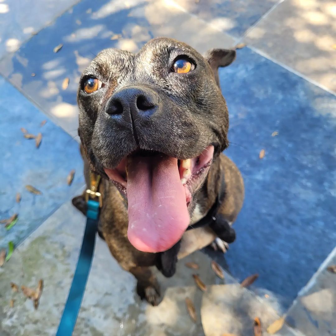 Lexi is all about having some fun in the sun!

www.owar.org/lexi

.
.
.

<a target='_blank' href='https://www.instagram.com/explore/tags/owar/'>#owar</a> <a target='_blank' href='https://www.instagram.com/explore/tags/onthewingsofangels/'>#onthewingsofangels</a> <a target='_blank' href='https://www.instagram.com/explore/tags/rescue/'>#rescue</a> <a target='_blank' href='https://www.instagram.com/explore/tags/rescuedog/'>#rescuedog</a> <a target='_blank' href='https://www.instagram.com/explore/tags/tamparescue/'>#tamparescue</a> <a target='_blank' href='https://www.instagram.com/explore/tags/adoptdontshop/'>#adoptdontshop</a> <a target='_blank' href='https://www.instagram.com/explore/tags/adoptme/'>#adoptme</a> <a target='_blank' href='https://www.instagram.com/explore/tags/bayarea/'>#bayarea</a> <a target='_blank' href='https://www.instagram.com/explore/tags/florida/'>#florida</a> <a target='_blank' href='https://www.instagram.com/explore/tags/floridadog/'>#floridadog</a> <a target='_blank' href='https://www.instagram.com/explore/tags/dogrescue/'>#dogrescue</a> <a target='_blank' href='https://www.instagram.com/explore/tags/dogsofinstagram/'>#dogsofinstagram</a> <a target='_blank' href='https://www.instagram.com/explore/tags/bslsucks/'>#bslsucks</a> <a target='_blank' href='https://www.instagram.com/explore/tags/dontbullymybreed/'>#dontbullymybreed</a> <a target='_blank' href='https://www.instagram.com/explore/tags/dog/'>#dog</a> <a target='_blank' href='https://www.instagram.com/explore/tags/seniordog/'>#seniordog</a>