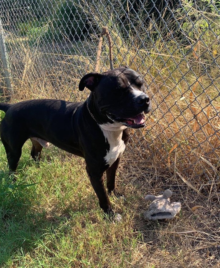 Meet CUBAN!!!!
 This beautiful 80 pound guy was wandering around the streets of Texas. 
  He is super sweet. Has had all his shots, is neutered and he tested HW-!
 Very affectionate. No aggression seen with other dogs, big or small. We would recommend older kids.  Is not good with cats!

https://form.jotform.com/Pulledfromthepits/AdoptaPit