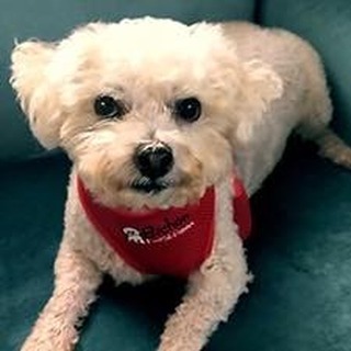 Meet Higgins! 
Fostered in Los Angeles, CA
 
Hi Everybody!
My name is Happy Higgins and, according to everyone who meets me, I’m a triple A: adorable, affectionate and adoring. I’m a 7 year old bichon whose foster Mom says is a LOVE. I love being cuddled, I LOVE being petted and I’m amazing at getting what I want. For example, if you are sitting somewhere and your hand happens to be “available” I believe (and that’s truly believe) that it’s because you want to pet me! So I rub my head and tap my nose on you so that you will know what to do. (Mom says that shows how smart I am, not to mention determined!)

When I’m excited about something (dinner, treat, playtime, bedtime) I will turn in circles, hop like a bunny, and wag my tail. And if that’s not enough, when you speak to me I listen VERY intently, then wag my tail as fast as it will go and (ready for this part?) then I do a whole-body wiggle!. (Mom’s friends find that beyond adorable!)

I love my bully sticks and stick my bum in the air while hunching down on my front legs to chew. When I’m on a walk (another favorite activity), I keep up a brisk pace and wag my tail the entire time. I don’t waste time sniffing anything, but forge ahead with my head up on high alert.

While I love women and other dogs, I’m pretty afraid of men, especially ones with big or loud voices. I’ve been known to cower, hide, and shake. It will take a gentle and patient man to win me over but Mom thinks that is do-able in time.

Because I have very sensitive shoulders and do NOT like my tail to be touched, I would not be a good fit for young children. Older children who understand that are ok.
 
(Cont’d—- please see part two!)