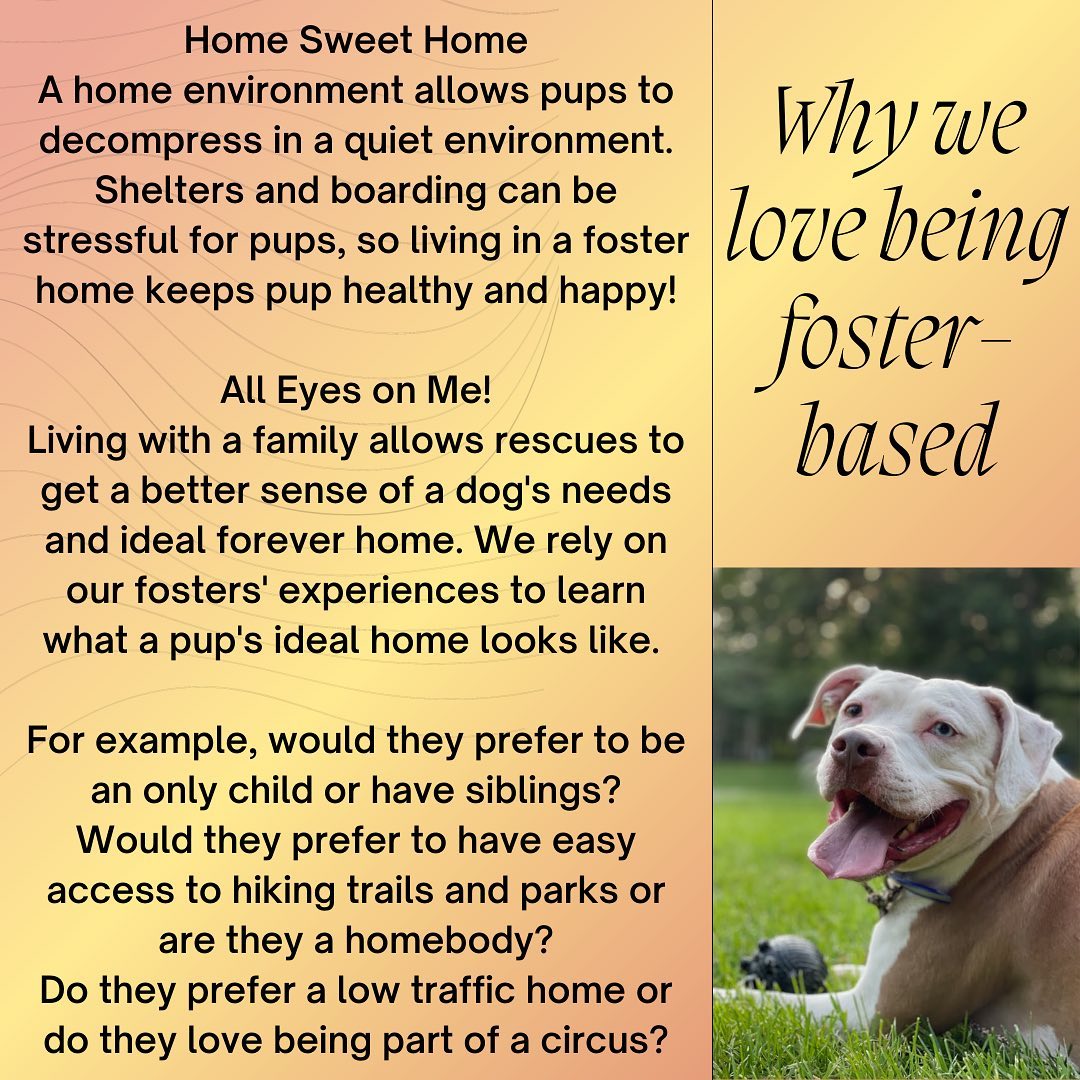 We are always in need of new fosters here at Twenty Paws Rescue! If you are interested in fostering, adopting or volunteering with us, please contact us either via DM or at twentypawsrescue@gmail.com! 🧡