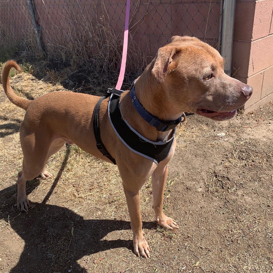 Kaipo is a little bitty Pittie X that desperately needs a Foster Home!  He is about 1.5 years old, house-trained, knows sit, shake, down, and heel when walking. Needs a place where he can RUN as he is still a puppy and has energy. He’s currently in a temporary situation, but we need him moved ASAP. If you can FOSTER, please let us know by texting  your email address to: 760-428-2044 for A Foster Application. Great Pup in Desperate Need of a place to lay his head at night and a yard to run off his excess energy!!