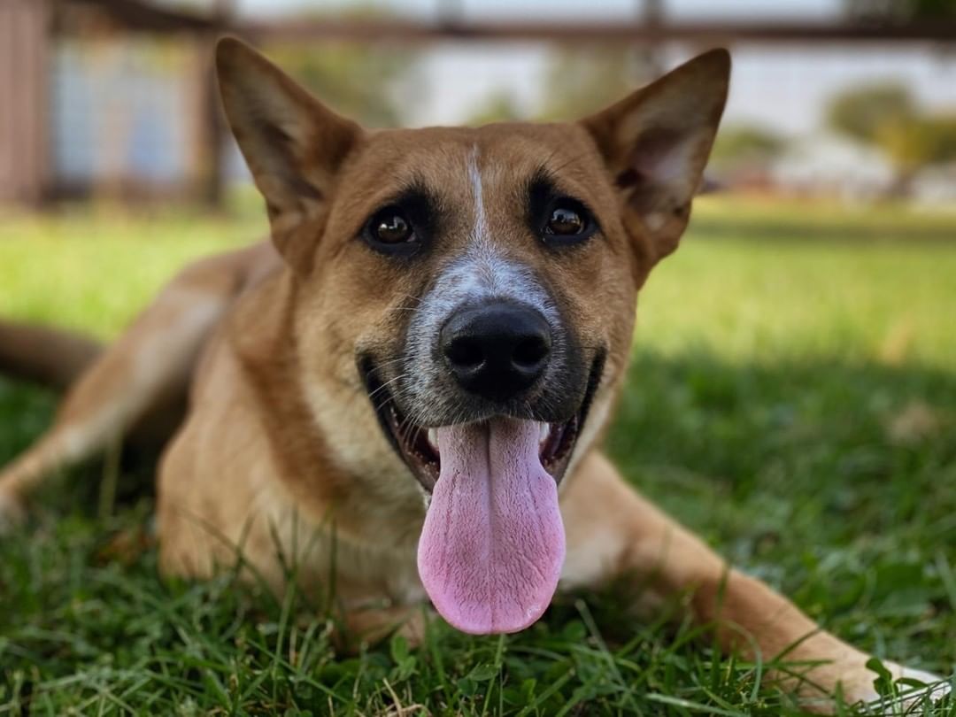 MEET DUNCAN 💗

Duncan is a male shepherd mix. He came in as a stray and was never claimed 💔

He is a younger pup who is very energetic and loves to play 🙂

He is very sweet and mostly housebroke but will need some work. He doesn't seem to mind other dogs 🐕

If you would like to meet him call Erin at 309-368-0669 ☎️