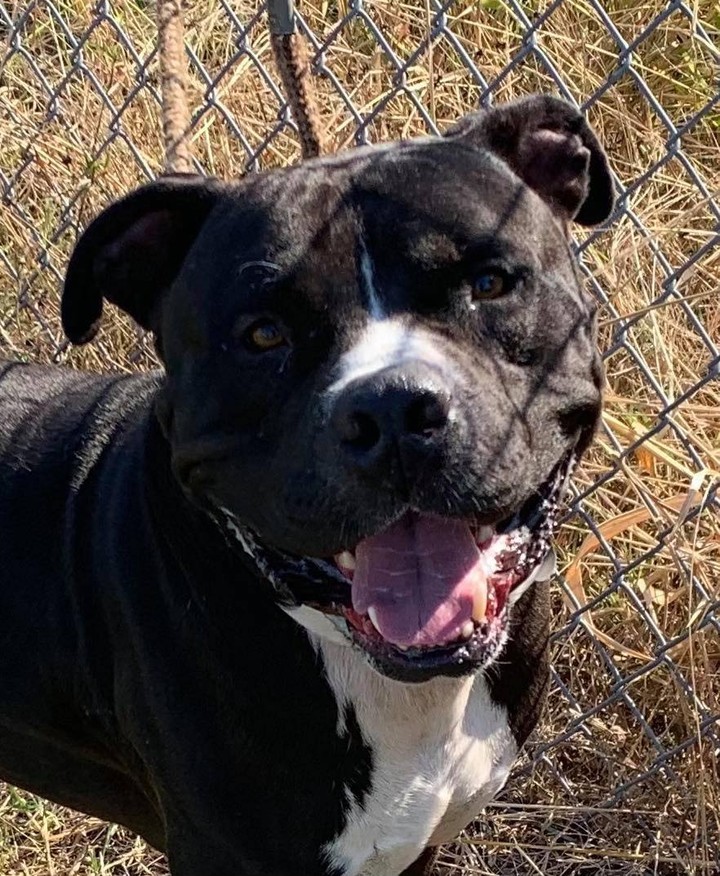 Meet CUBAN!!!!
 This beautiful 80 pound guy was wandering around the streets of Texas. 
  He is super sweet. Has had all his shots, is neutered and he tested HW-!
 Very affectionate. No aggression seen with other dogs, big or small. We would recommend older kids.  Is not good with cats!

https://form.jotform.com/Pulledfromthepits/AdoptaPit