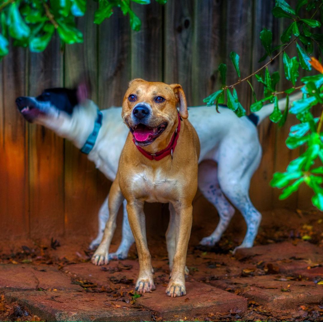 Kirby is around 3.5 years old and 60 pounds of pure handsome! He is part Golden Retriever and American Staffordshire Terrier but 100% smart boy having completed the beginner and intermediate obedience classes at PetSmart. He walks well on a leash but also likes to stop and smell the flowers or leave a note for the next dog.

He is playful with other dogs but does not like to share tennis balls with them. He is very obsessed with balls, will run and jump in the air to catch them. We don’t recommend having another dog around him if balls are involved as he is so obsess with them that he will become protective of balls. 

He is great in the house and LOVES to be outside walking on new trails or play in any streams he come across. He has been gentle around kids and adults. Has lived with cats and not shown any interests in them. 

To adopt, please fill out an adoption application at https://www.threepawsrescue.org/adoption-application/

For information about adoption fee, please visit https://www.threepawsrescue.org/adoption-fees/

To learn about the adoption process, please visit https://www.threepawsrescue.org/adoption-process/

<a target='_blank' href='https://www.instagram.com/explore/tags/adoptdontshop/'>#adoptdontshop</a> <a target='_blank' href='https://www.instagram.com/explore/tags/adopt/'>#adopt</a> <a target='_blank' href='https://www.instagram.com/explore/tags/adoptme/'>#adoptme</a> <a target='_blank' href='https://www.instagram.com/explore/tags/fosteringsaveslives/'>#fosteringsaveslives</a> <a target='_blank' href='https://www.instagram.com/explore/tags/adoptadog/'>#adoptadog</a> <a target='_blank' href='https://www.instagram.com/explore/tags/adoptable/'>#adoptable</a> <a target='_blank' href='https://www.instagram.com/explore/tags/atlanta/'>#atlanta</a> <a target='_blank' href='https://www.instagram.com/explore/tags/atl/'>#atl</a> <a target='_blank' href='https://www.instagram.com/explore/tags/atldog/'>#atldog</a> <a target='_blank' href='https://www.instagram.com/explore/tags/rescuedog/'>#rescuedog</a> <a target='_blank' href='https://www.instagram.com/explore/tags/rescuedismyfavoritebreed/'>#rescuedismyfavoritebreed</a> <a target='_blank' href='https://www.instagram.com/explore/tags/rescuedogsofinstagram/'>#rescuedogsofinstagram</a> <a target='_blank' href='https://www.instagram.com/explore/tags/dogsofig/'>#dogsofig</a> <a target='_blank' href='https://www.instagram.com/explore/tags/dogsofinsta/'>#dogsofinsta</a> <a target='_blank' href='https://www.instagram.com/explore/tags/atlantadog/'>#atlantadog</a> <a target='_blank' href='https://www.instagram.com/explore/tags/dogsofatlanta/'>#dogsofatlanta</a> <a target='_blank' href='https://www.instagram.com/explore/tags/dogsofatl/'>#dogsofatl</a> <a target='_blank' href='https://www.instagram.com/explore/tags/atlantarescuedogs/'>#atlantarescuedogs</a> <a target='_blank' href='https://www.instagram.com/explore/tags/rescuedogsofatlanta/'>#rescuedogsofatlanta</a> <a target='_blank' href='https://www.instagram.com/explore/tags/threepawsrescue/'>#threepawsrescue</a>