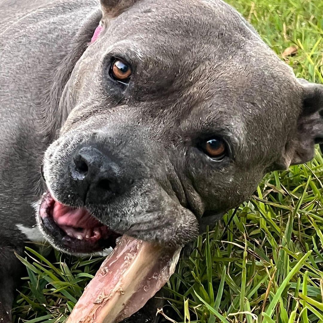 This Pit Bull Awareness Month, Billie has a message for you:

Hey, y'all, I am lucky I was rescued, because a lot of pit bulls are killed in pounds and shelters.

I'm lucky I have a wonderful foster home, because a bunch of my fellow rescue dogs are living in boarding kennels. 

I'm lucky I had some generous people help out when I needed surgery for a compressed disc in my spine, because some dogs don't get the medical help they need.

Here's where I haven't been lucky (yet). So far, no one wants to adopt me. I know the lady who talks to adopters tells people about me. There are plenty of people who want a dog like me. I love people, I'm good with kids, I'm house trained and I'm fine staying home alone while you work or go to school, I love walks and car rides and playing with my toys and chewing on my bones, but I don't chew on furniture and I don't destroy anything. I like my food, and I like your food, too, if you're willing to share. I even like lettuce! It makes my foster dad laugh. So, there are plenty of people who want a dog like me. But they don't want me, because I'm a 