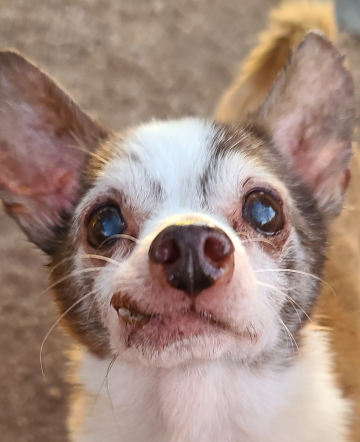 Look at this babe!!! This is Burt ❤🐾

He was found last week in the area of 44th st and McDowell. He is not neutered and probably around 11 years old. The finders posted him on straydar and hung flyers but no owner has been found. We will continue our search. 

For now we are welcoming him home to Rusty's Angels as # 302. 

Doesn't his face remind you of a chocolate swirl marble cake?! 😋 
And this dude is not only adorable he also has a spectacular personality. His little 6# physique is likely to win over all the ladies, without a doubt. 

Welcome home Burt welcome home. 🐾❤🐾