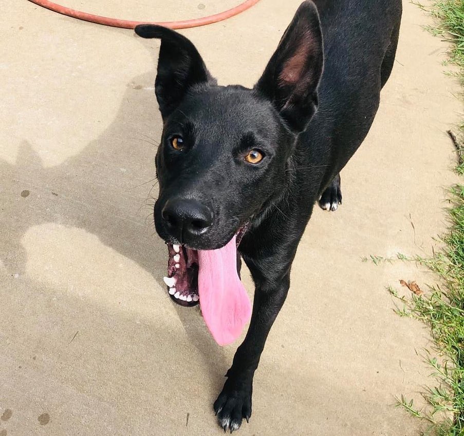 Meet Slevin 💙💙 

Slevin was dumped with his sister along with their mom. He can be shy at first but warms up quickly! This handsome man is roughly 10 months old. We think he is a lab shepherd mix? Slevin is learning to be a nice house guest 💙 

Send us an email at zoisanimalrescue@gmail.com