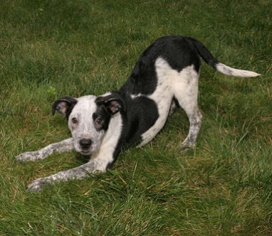 Adopt Maddy💜 she is about 16-17 weeks old. 
Everything about Maddy is utterly irresistible! Maddy is social, playful, and friendly. She enjoys running in the yard and playing with other dogs🐶 There isn’t a toy Maddy doesn’t like, and her favorites are balls and everything squeaky. Maddy also enjoys a good game of fetch, going on hikes, and swimming! She does this cute thing where she will put her head on your neck when she is sitting on your lap. This smart puppy already knows sit, outside, inside, wait, no, she waits for her food, and she sleeps through the night without having accidents. 
Maddy can’t wait to meet you! She is ready to be a part of a loving family. Please email FureverHomeDogRescue@gmail.com and request an adoption application.
www.FHDR.petfinder.com
<a target='_blank' href='https://www.instagram.com/explore/tags/fureverhomedogrescue/'>#fureverhomedogrescue</a> <a target='_blank' href='https://www.instagram.com/explore/tags/fhdr/'>#fhdr</a> <a target='_blank' href='https://www.instagram.com/explore/tags/rescuepup/'>#rescuepup</a> <a target='_blank' href='https://www.instagram.com/explore/tags/pupforadoption/'>#pupforadoption</a> <a target='_blank' href='https://www.instagram.com/explore/tags/adoptdontshop/'>#adoptdontshop</a> <a target='_blank' href='https://www.instagram.com/explore/tags/fureverhomeneeded/'>#fureverhomeneeded</a>